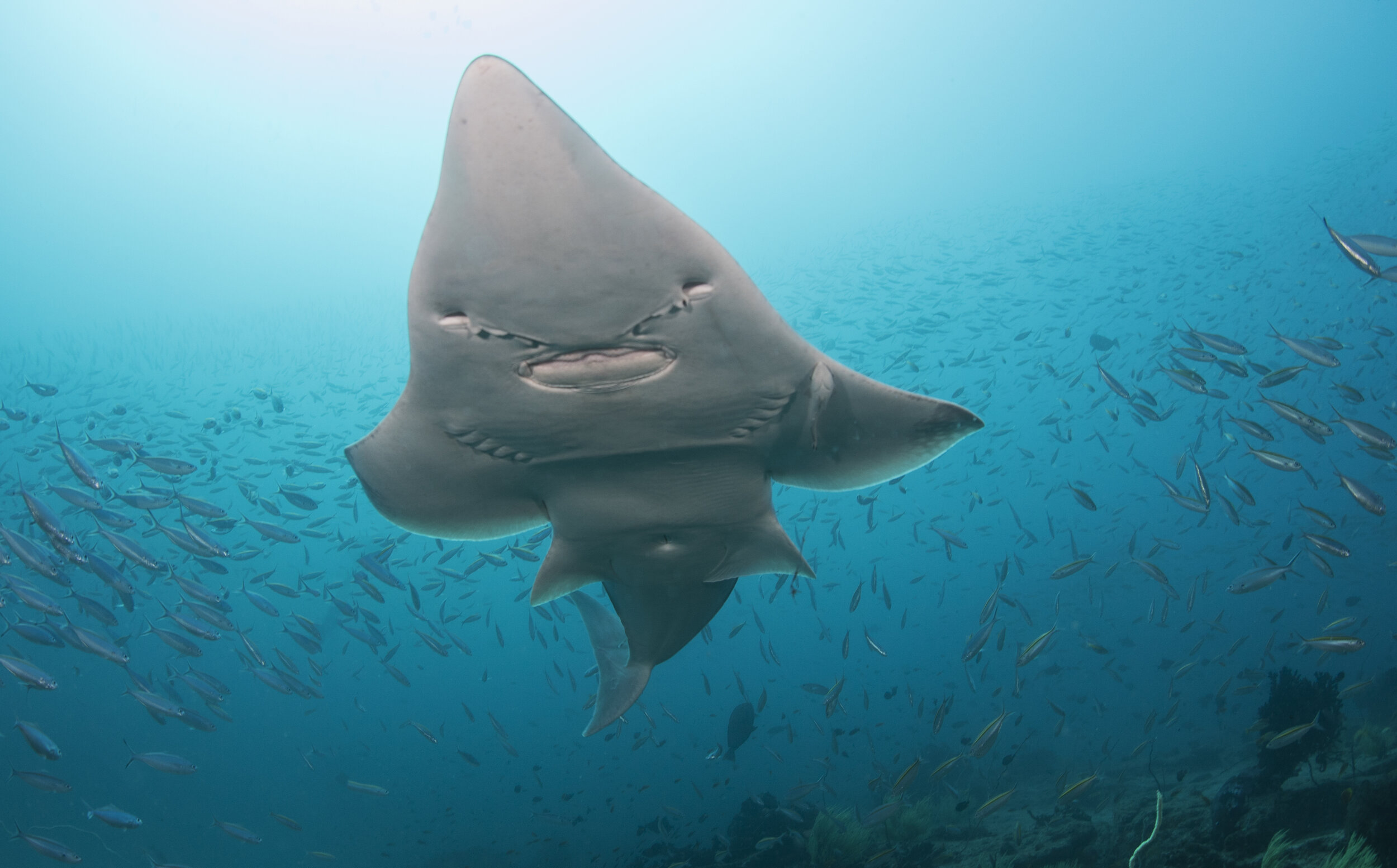 A wedgefish seen from below, surrounded by a school of fish