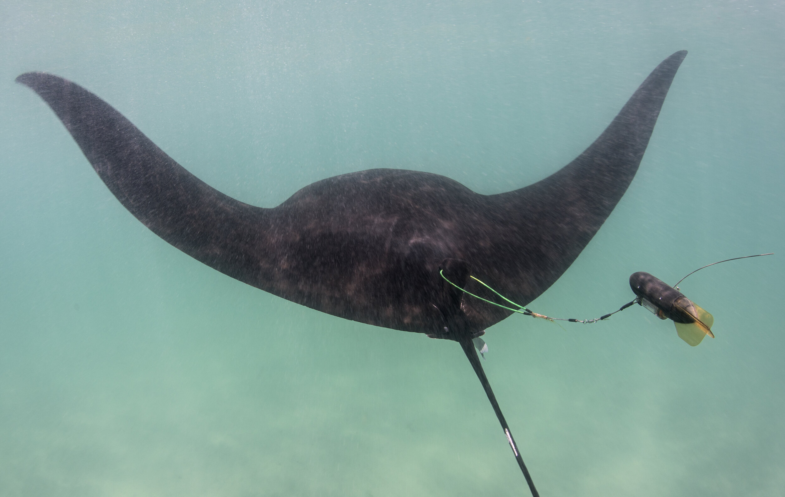 Leo tagged with the highly advanced Smart Position and Temperature (SPOT) tag, which records a variety of measurements (such as temperature, salinity, and depth). Photo credit: Dr. Andrea Marshall, MMF