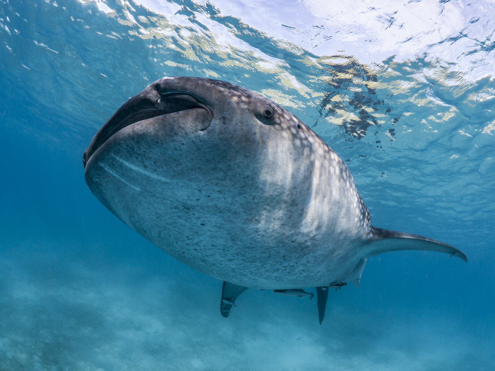 A whale shark swims over the sandy seabed at Oslob, Cebu, Philippines