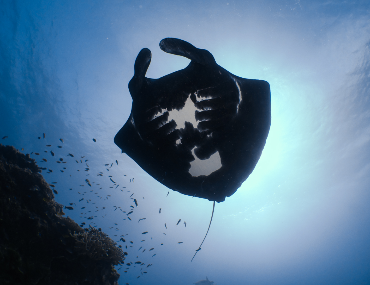 The most prolific example of melanism in the ocean occurs in manta rays. Photo credit: lead author of the study and MMF researcher, Stephanie Venables