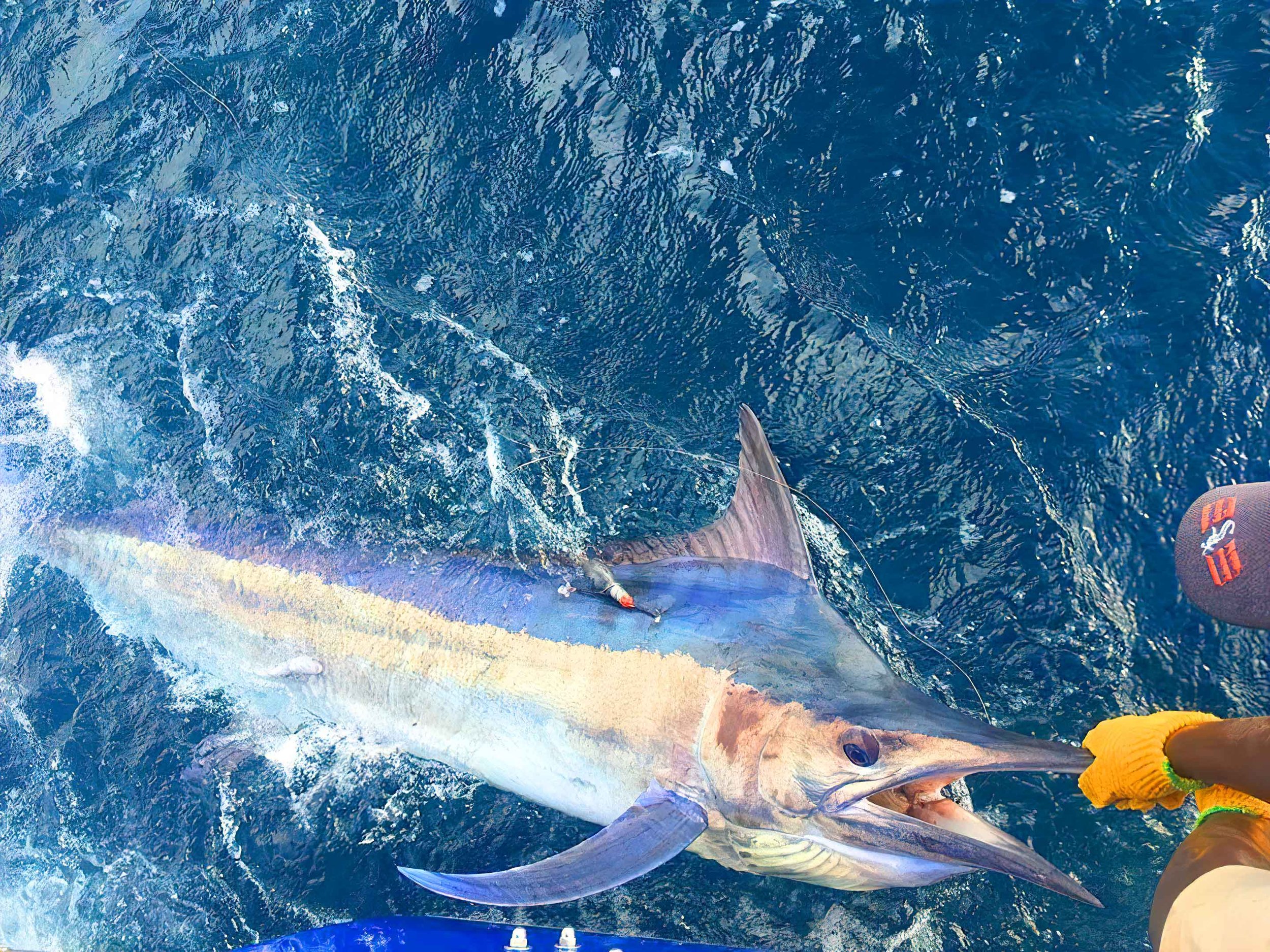 Marlin-1-SharpenAI-motion.jpg