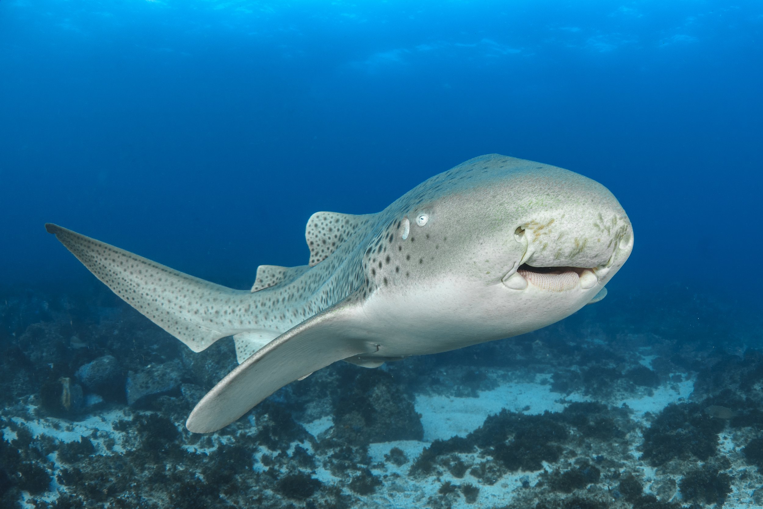 A leopard shark swims toward the camera over the reef at Julian Rocks, Byron Bay