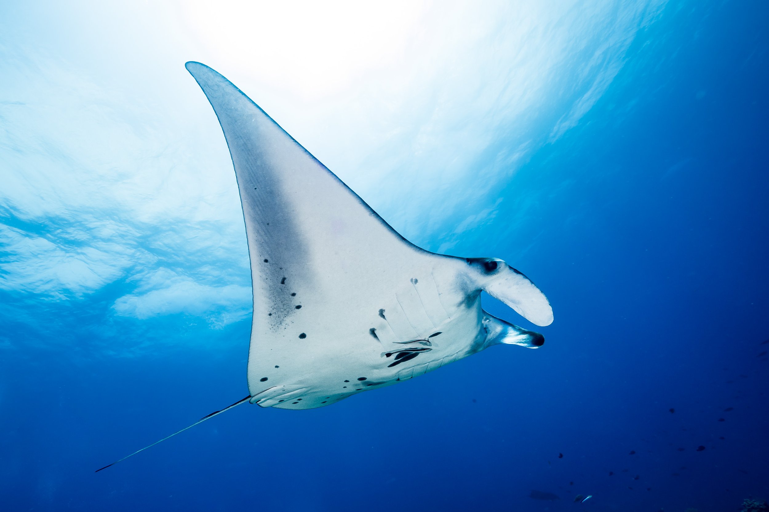 Philippines Manta & Devil Rays (completed)