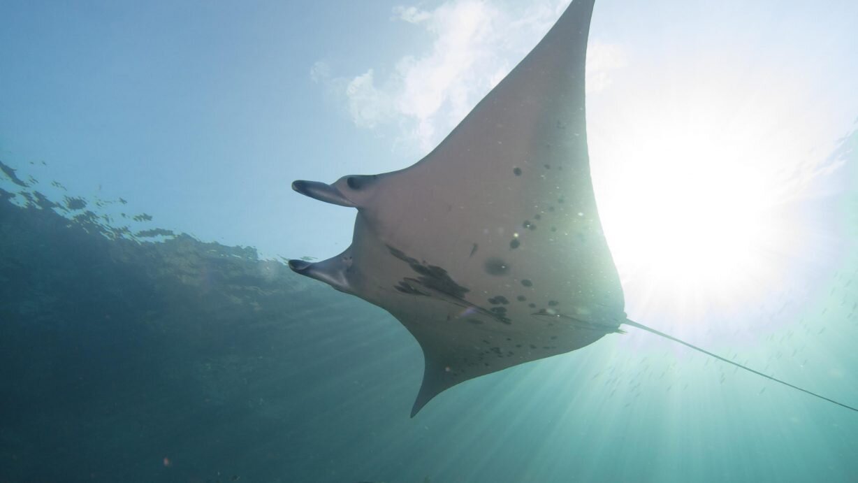 A juvenile reef manta spotted in the far reaches of the Komodo National Park