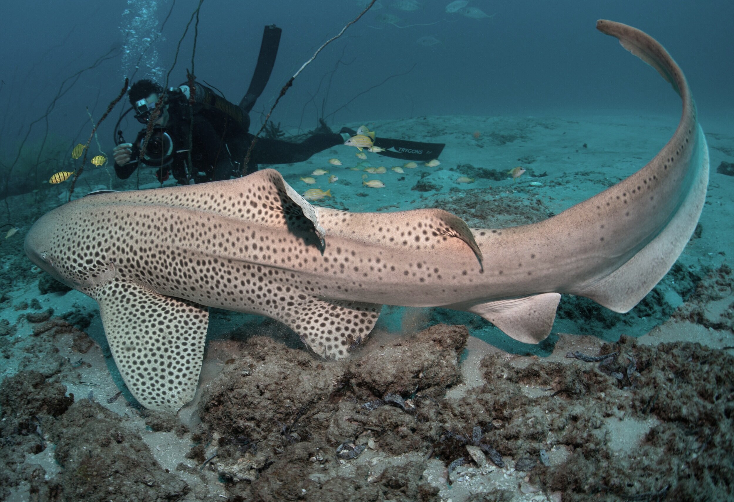 A researcher diving with a leopard shark