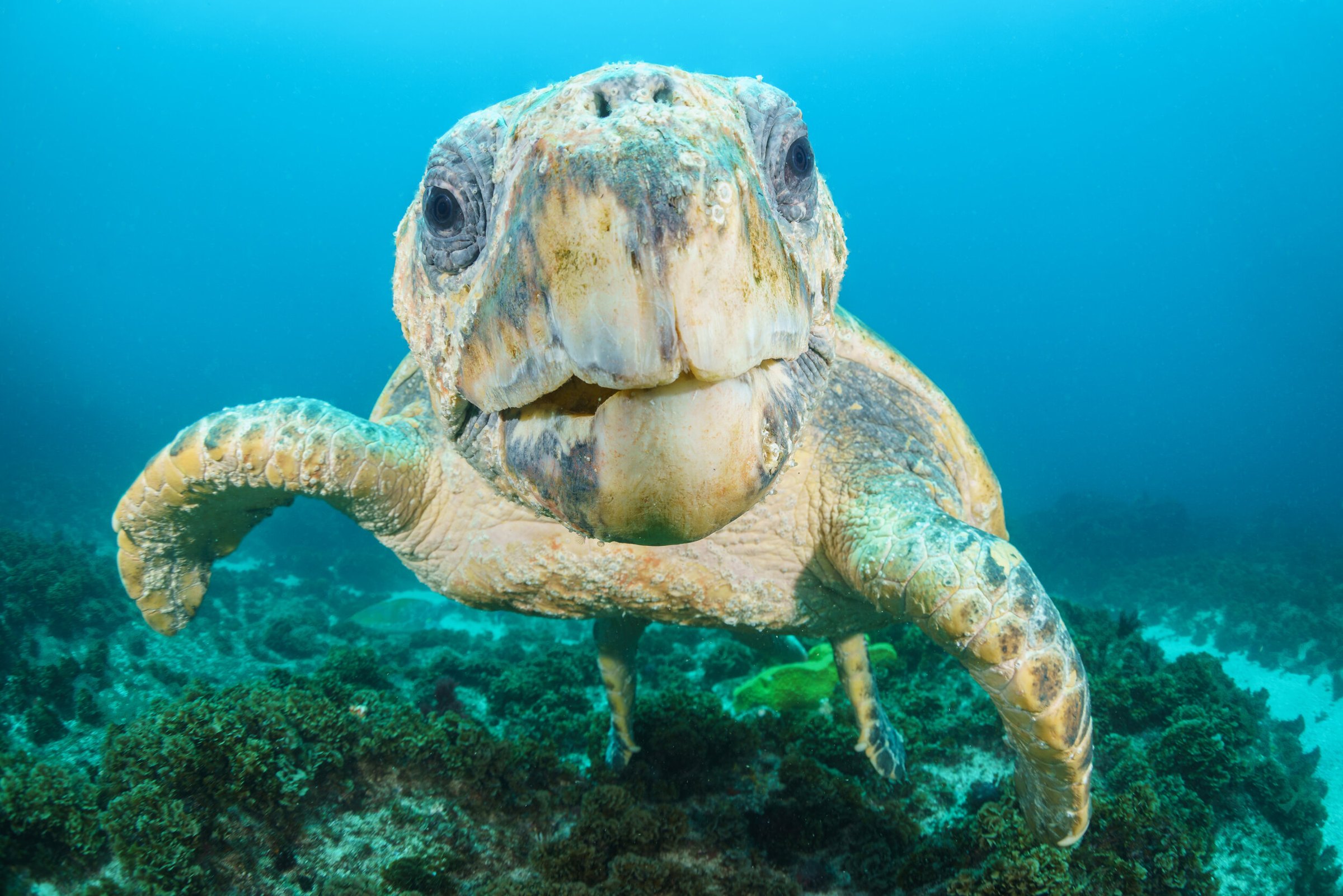 A loggerhead turtle