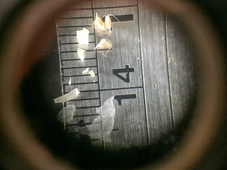 Microplastics-microscope-Elitza-Germanov-Marine-Megafauna-Foundation-768x576.jpg