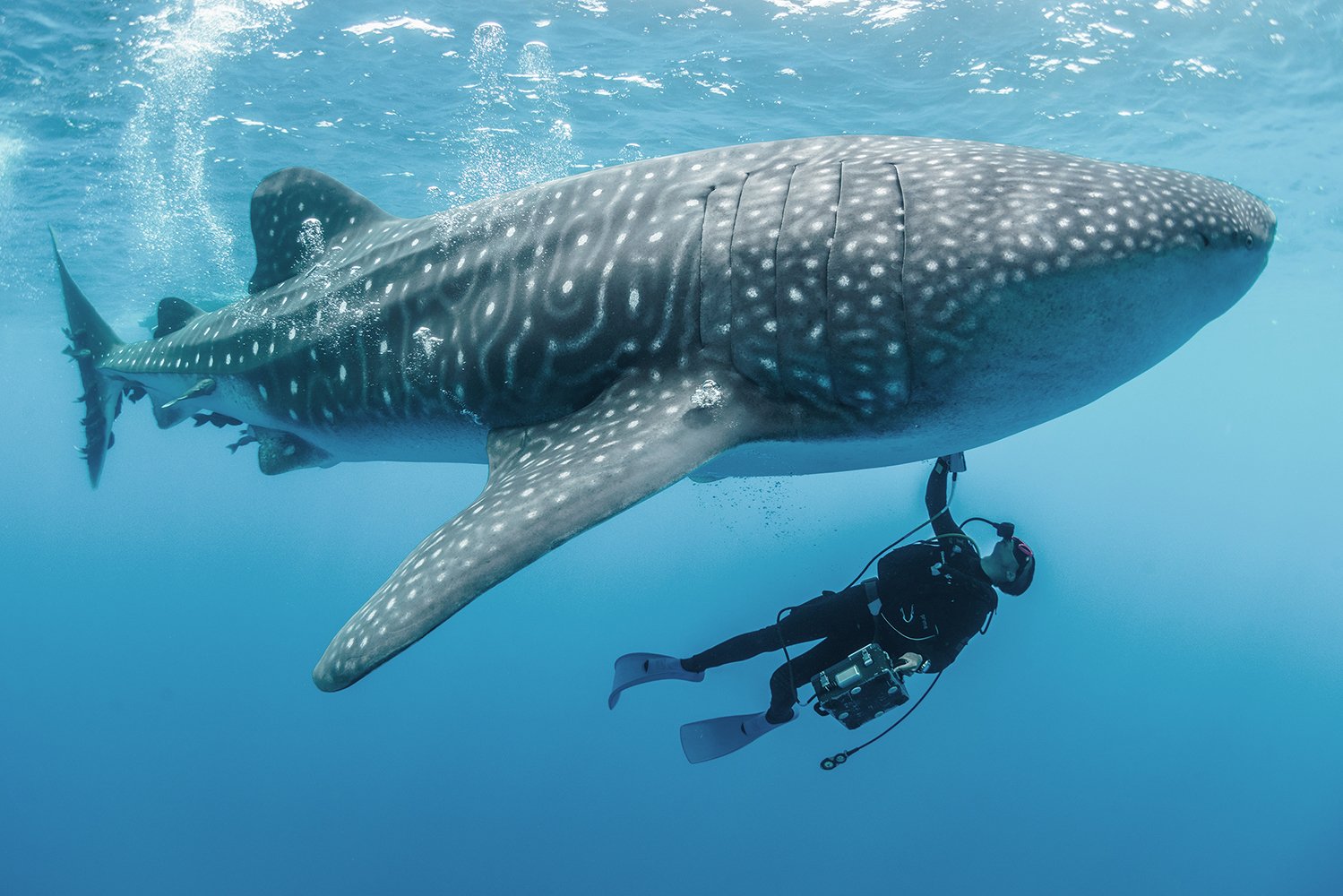 Diver alongside a whale shark
