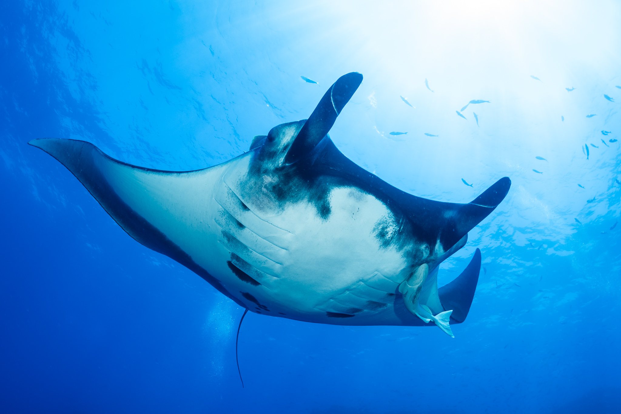 Revillagigedo Manta Rays, Mexico
