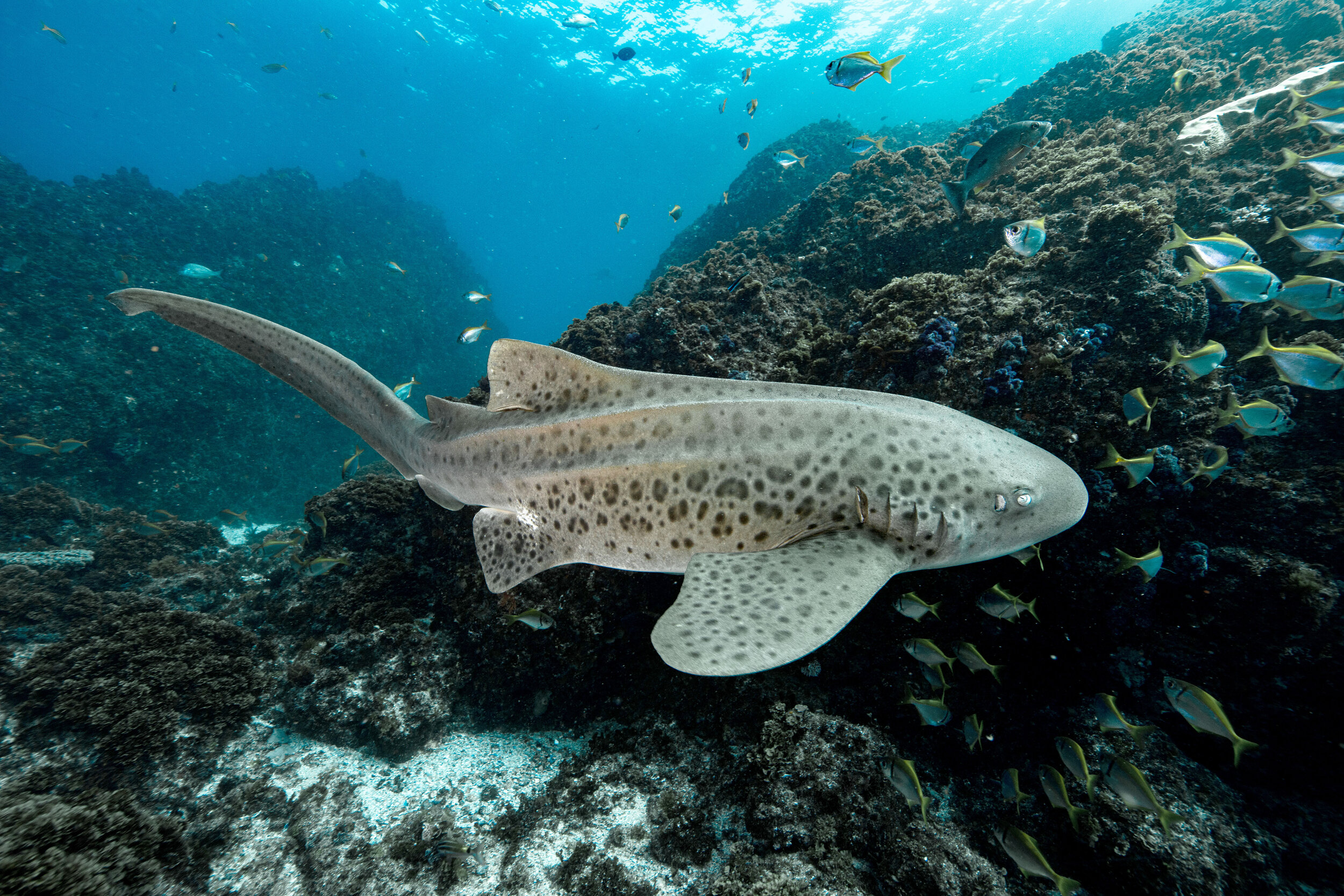 Leopard Sharks, Mozambique