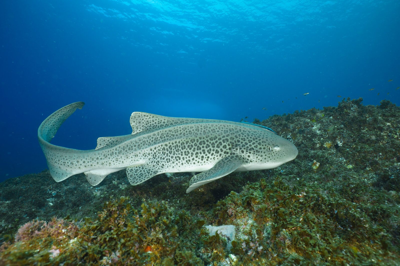 A leopard shark cruises over a weed-covered reef off Byron Bay