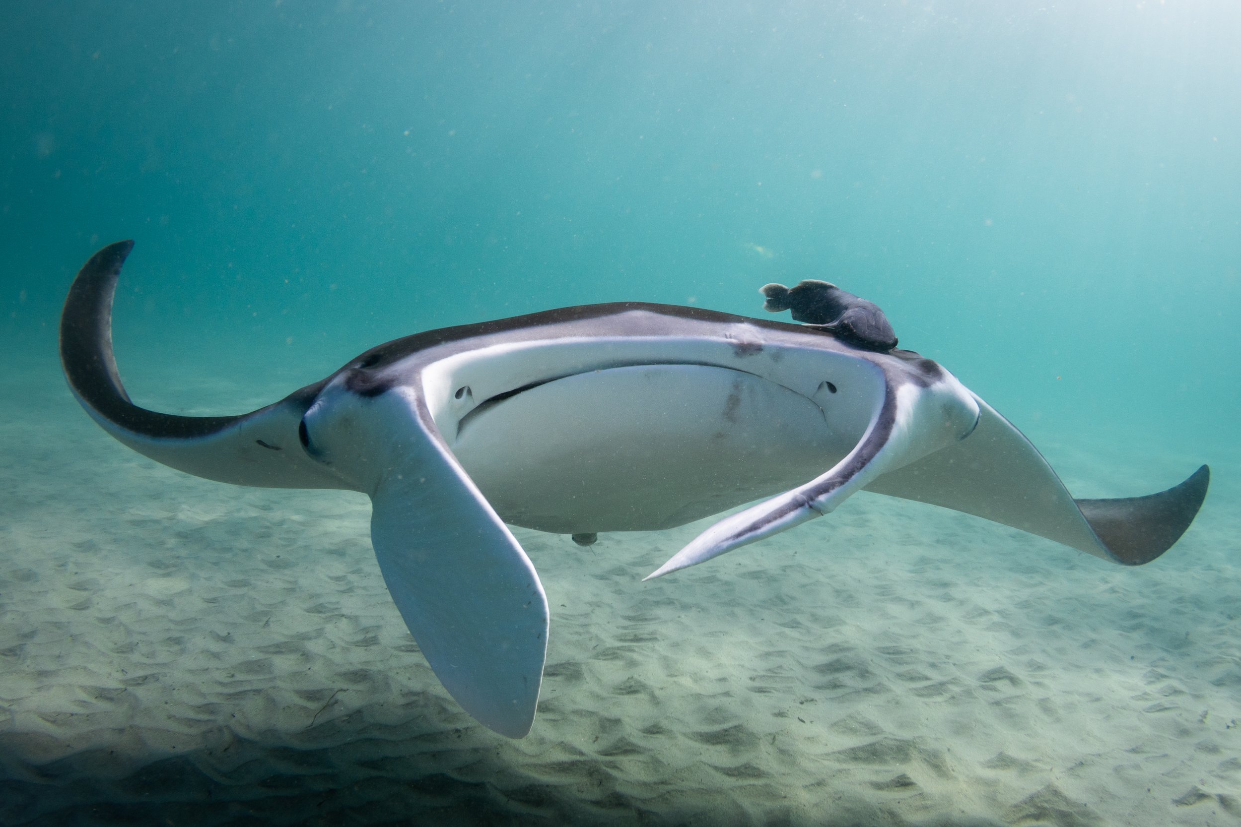 Cassiopeia the manta ray