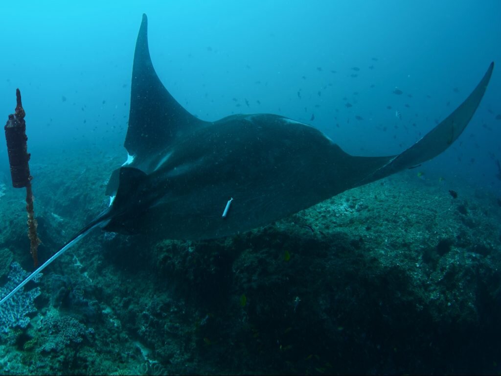 A tagged manta ray swims past an underwater listening station in Mozambique
