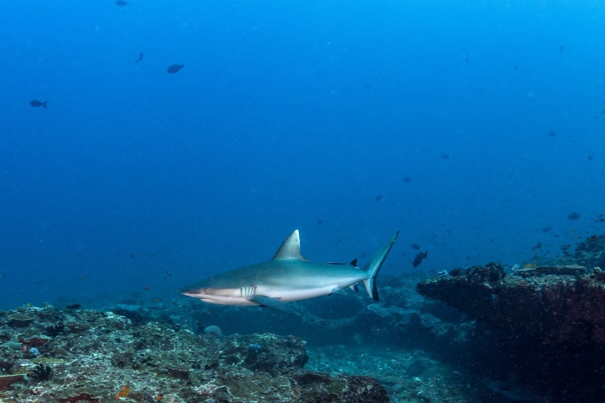 Mozambique grey reef shark | Image credit: Anna Flam