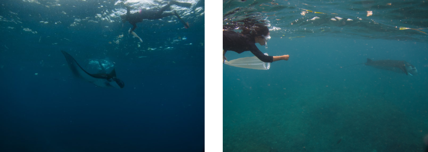 Swimming with manta rays and collecting plankton and microplastic samples