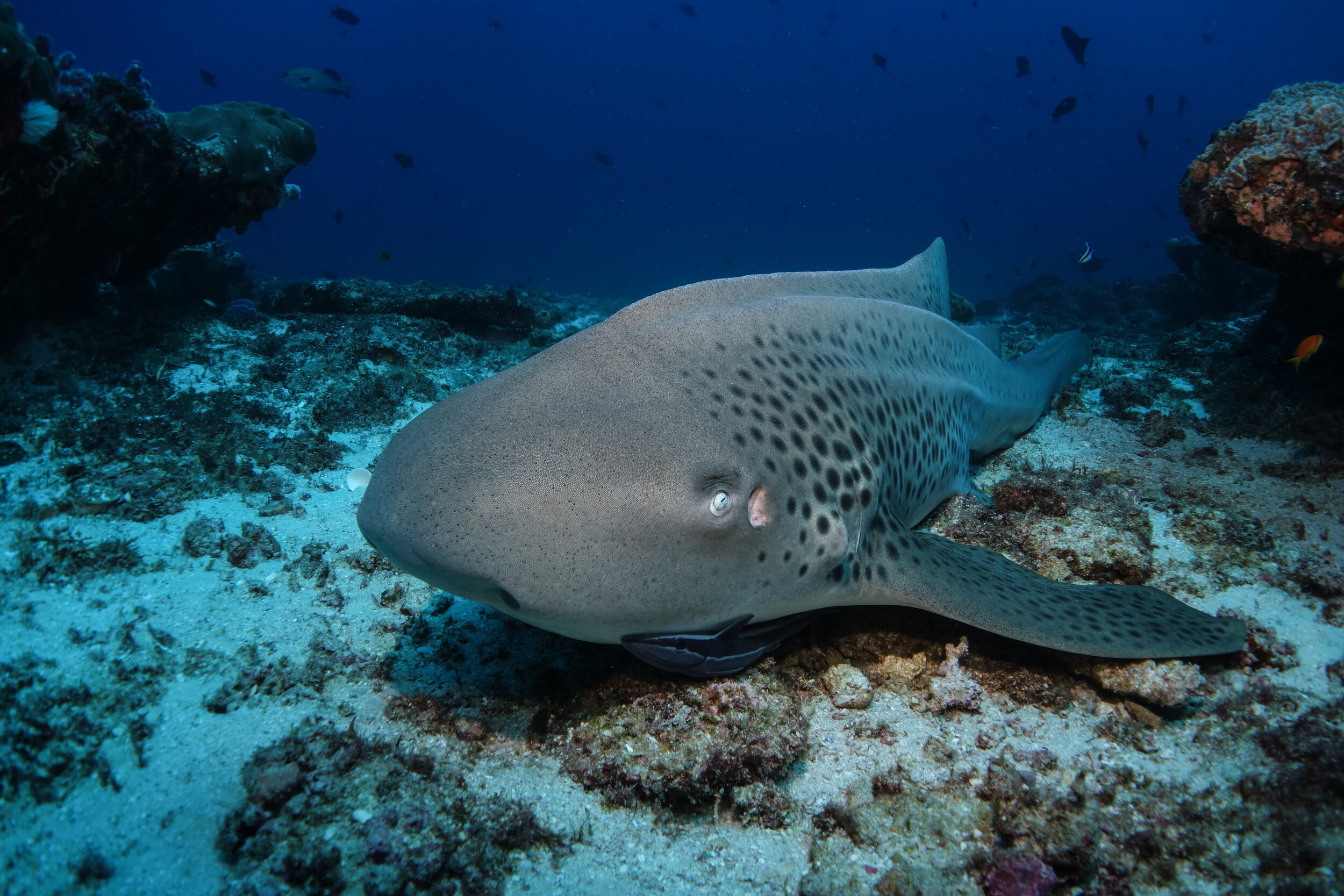 Zebra shark resting on the sandy seabed beside a coral reef, from the MMF photo-identification database