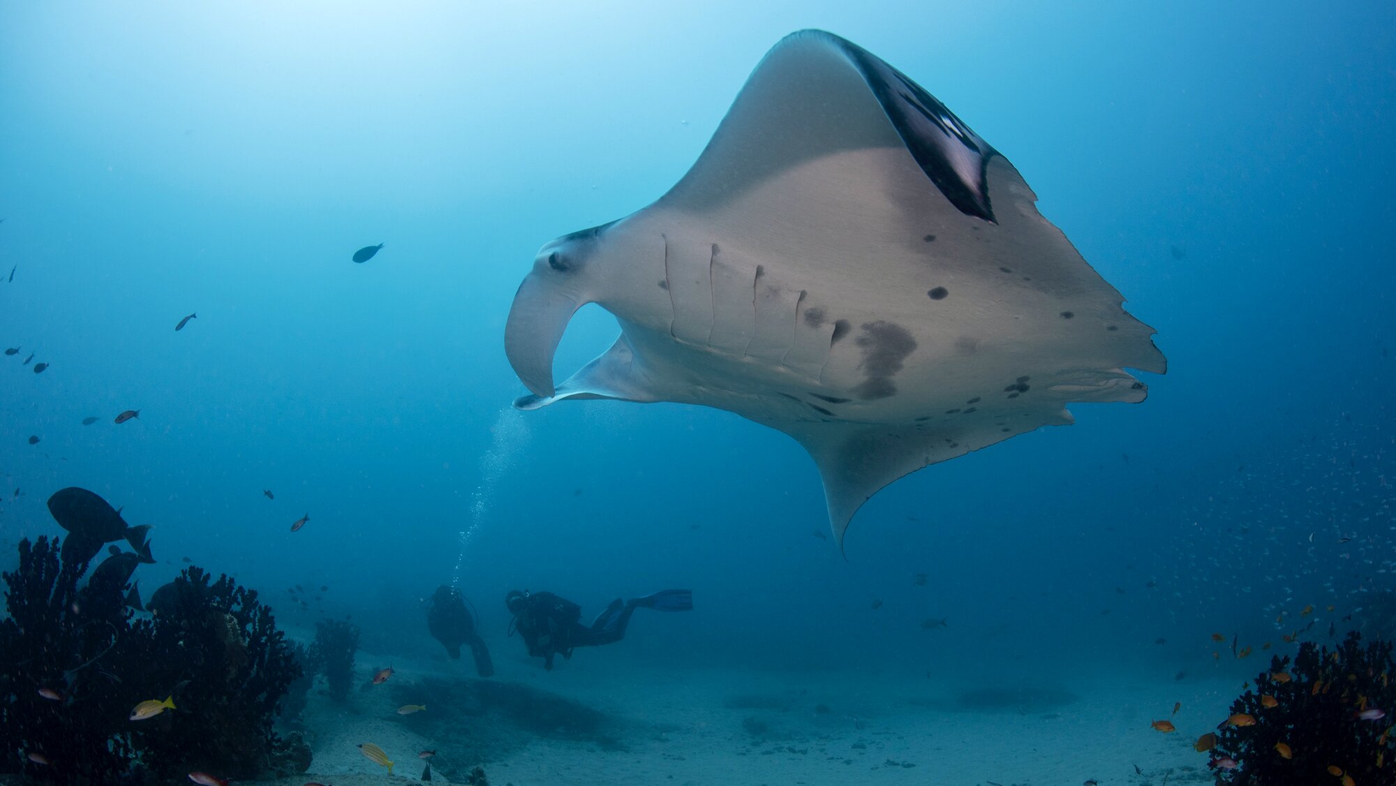 Manta ray with scuba divers – ecotourism is a key economic driver in the region; Photo by Dr. Andrea Marshall