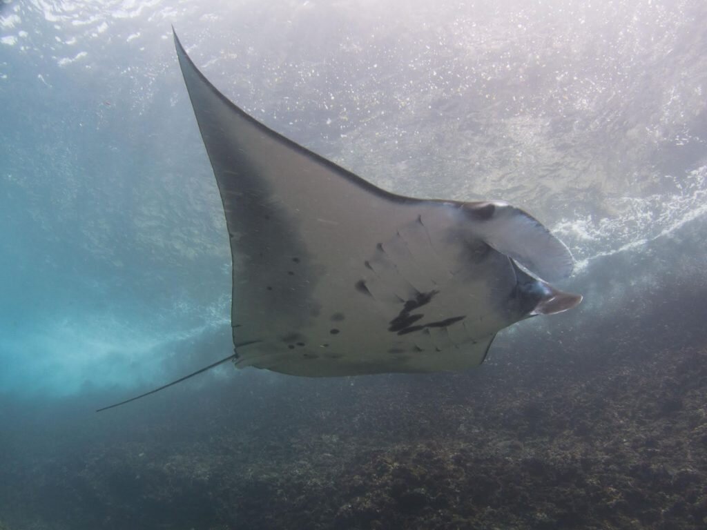 A reef manta ray swims along the steep reef of Manta Bay, Nusa Penida