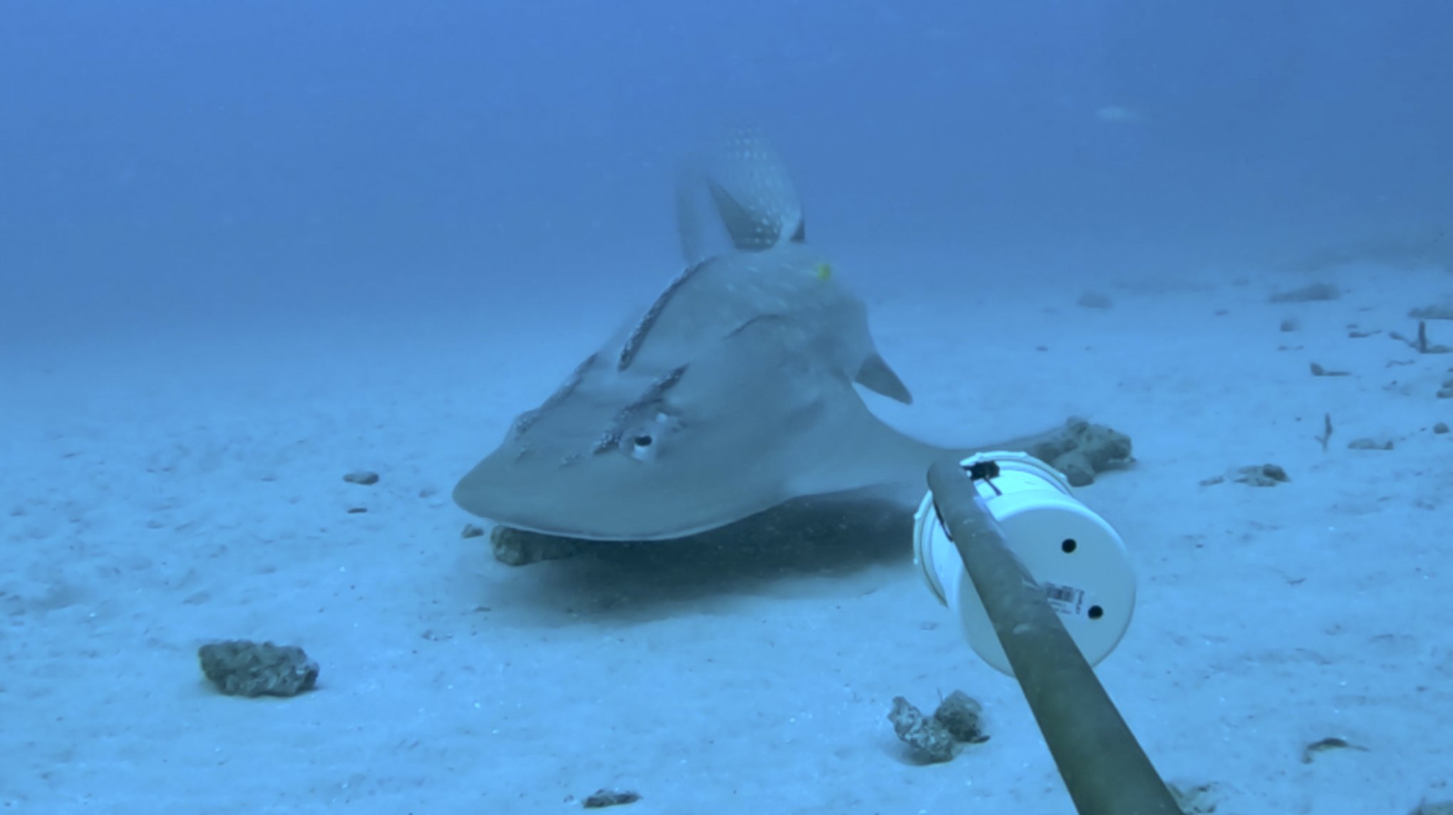 A bowmouth guitarfish approaches one of MMF's baited cameras in Mozambique