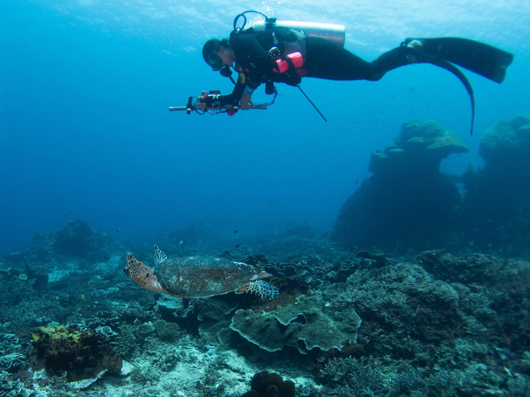 Indonesia Sea Turtle Project
