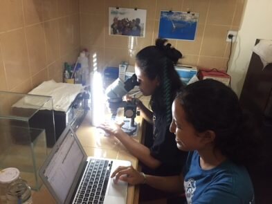 Counting microplastics and tabulating data