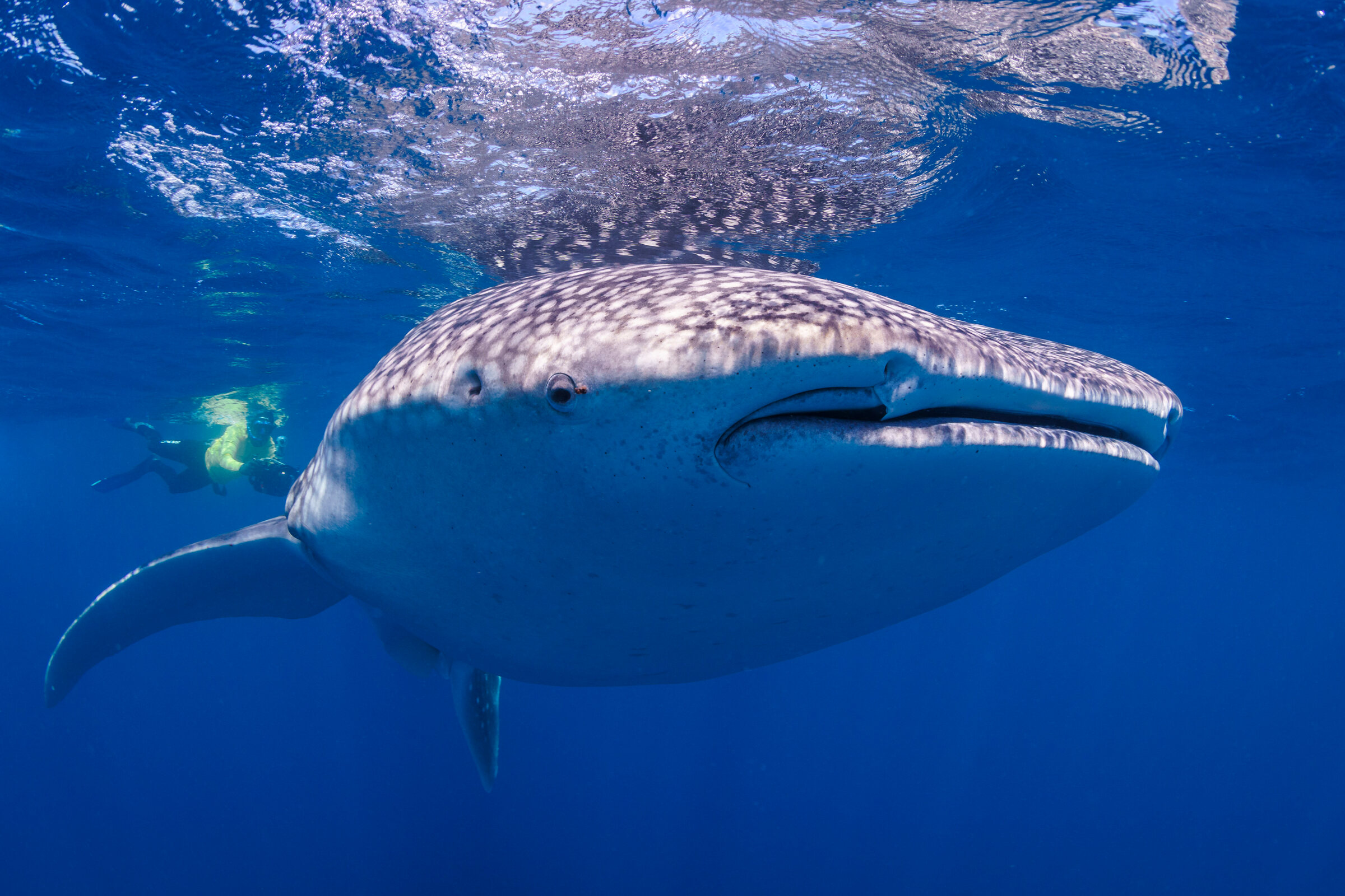 Coral Sea, Australia