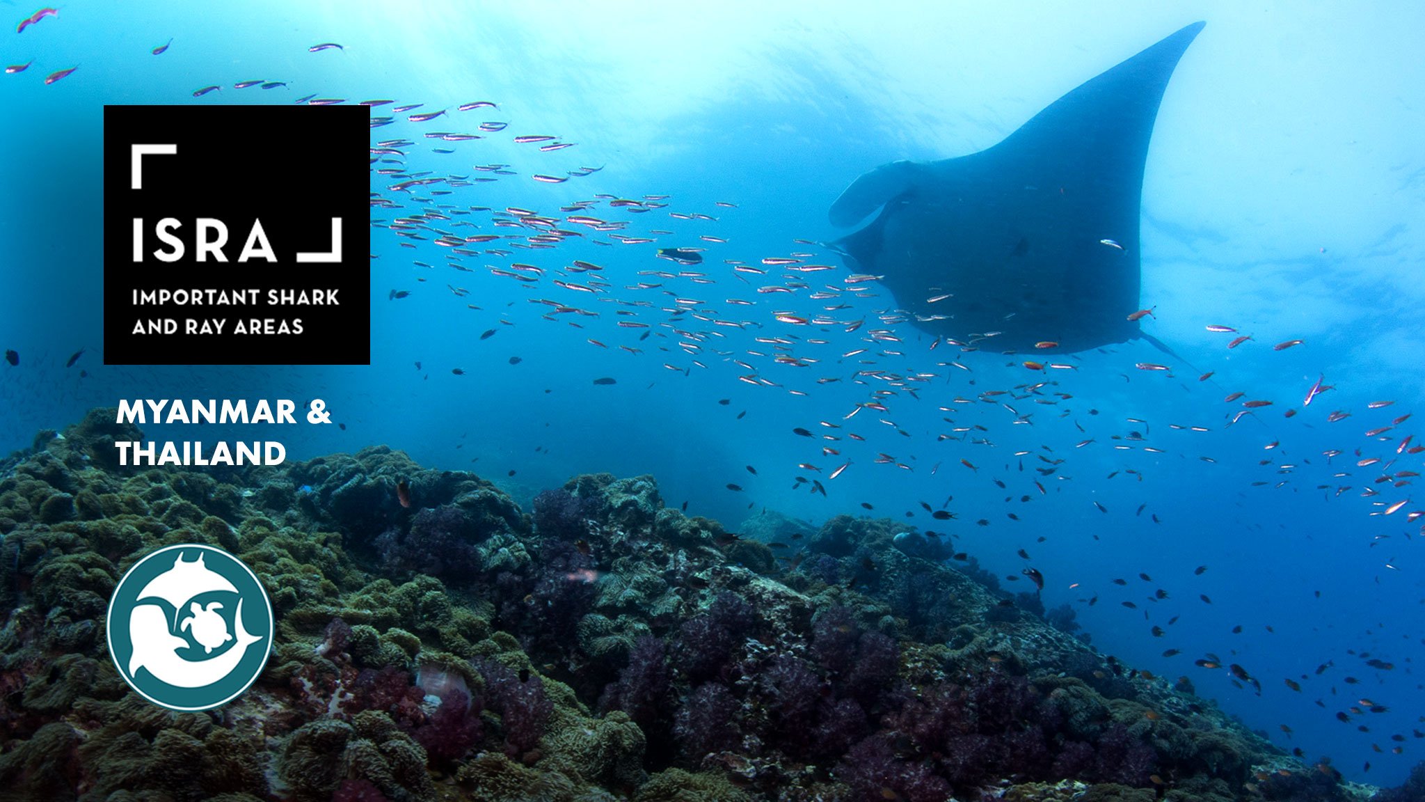MMF Helps Shape Seven New Important Shark and Ray Areas in Myanmar & Thailand