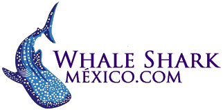 Whale Shark Mexico