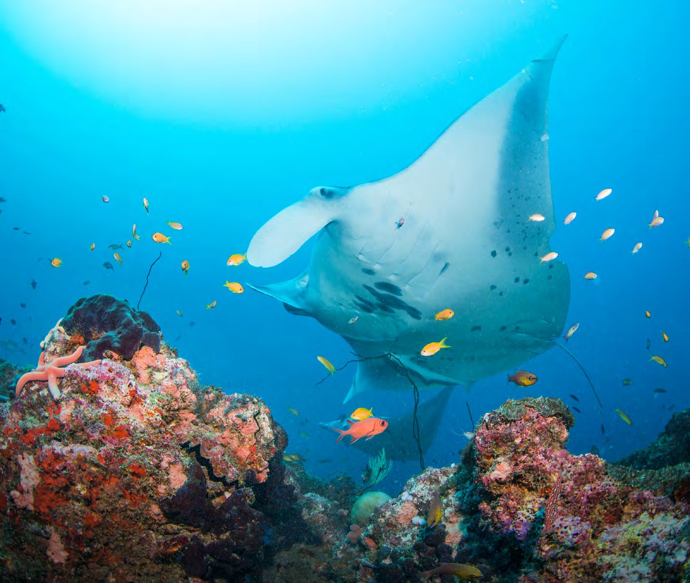 A whale shark feeding at the surface