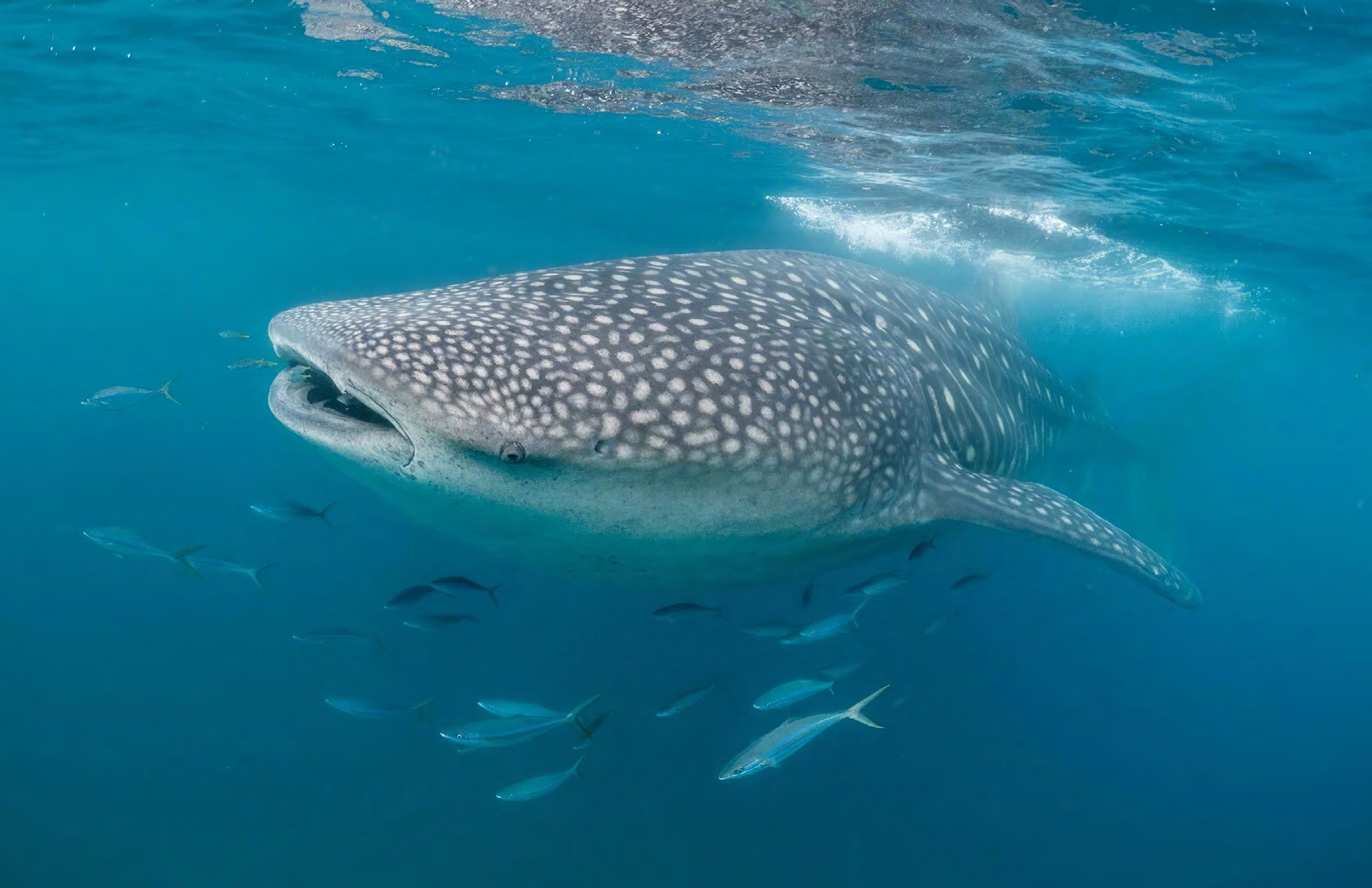 Divers with a whale shark in Mozambican waters
