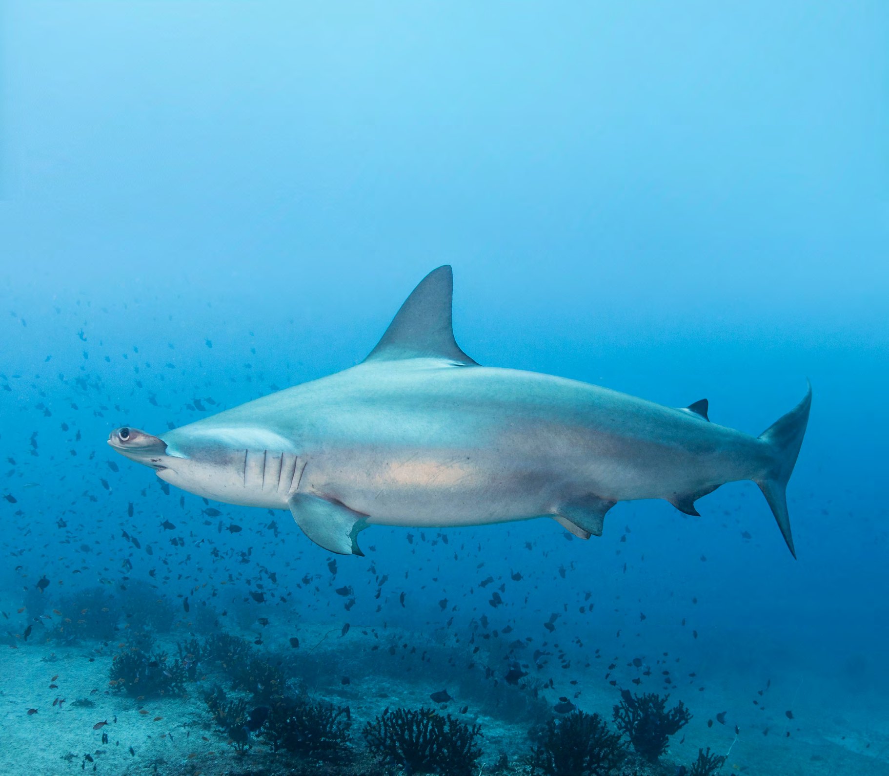 A smalleye stingray, one of the species still lacking protection