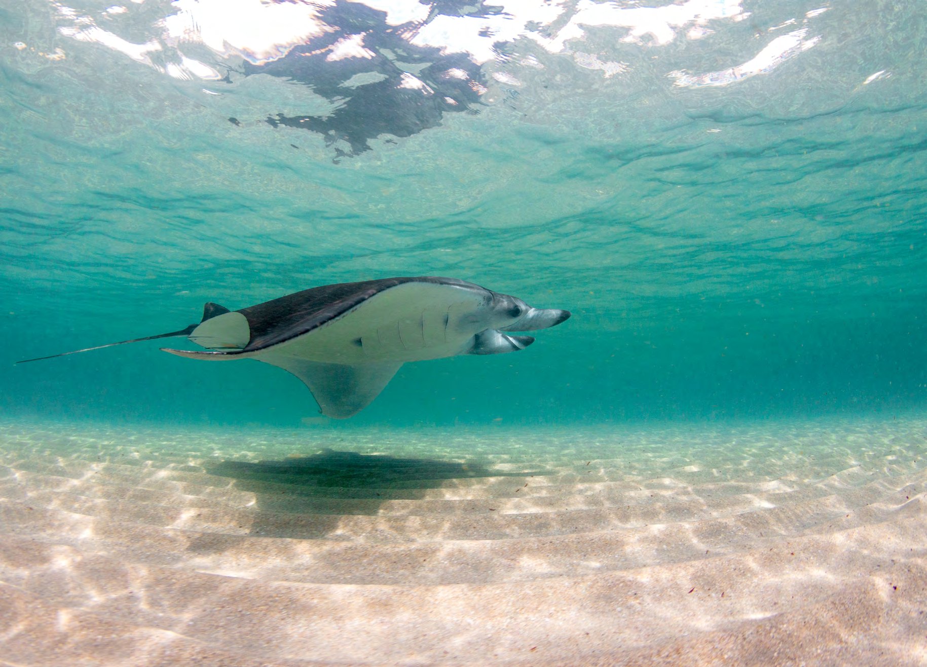 A manta ray feeding close to shore