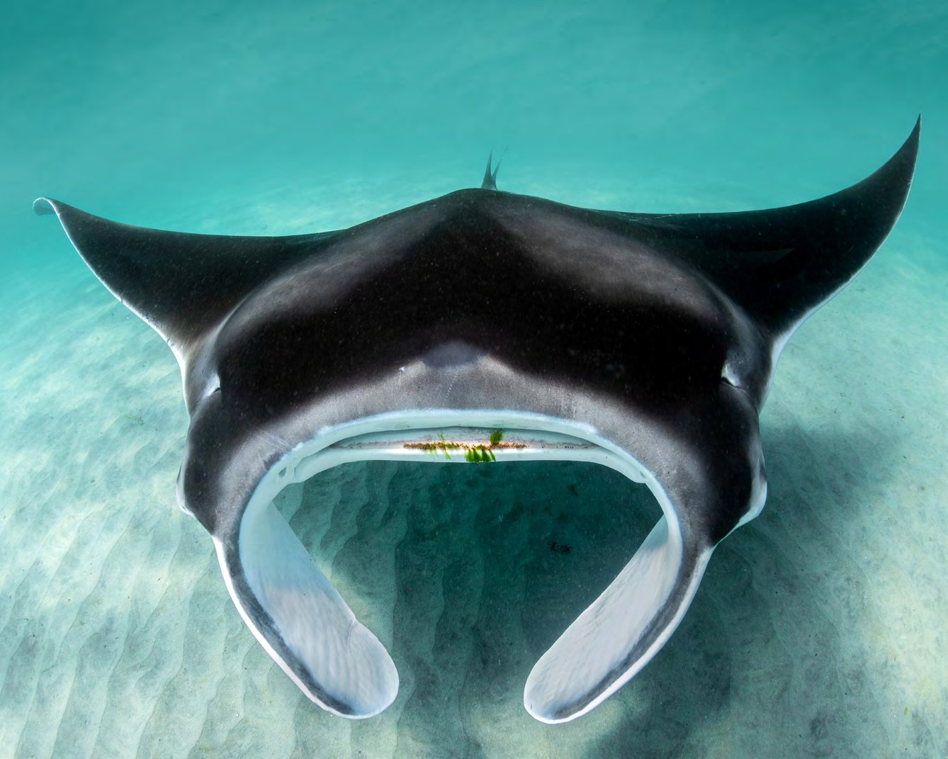 A manta ray bearing propeller scars