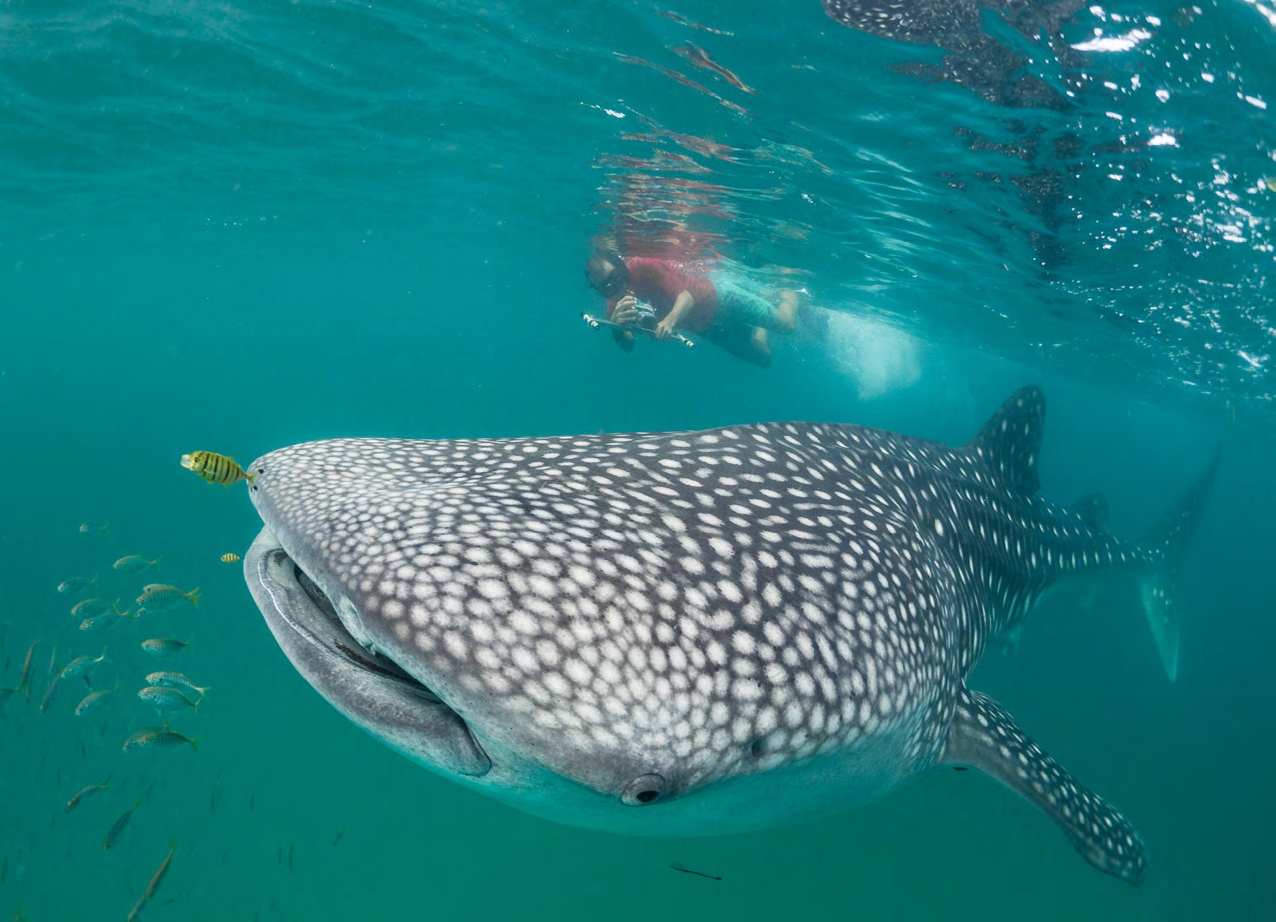 A whale shark at the surface off Mafia Island