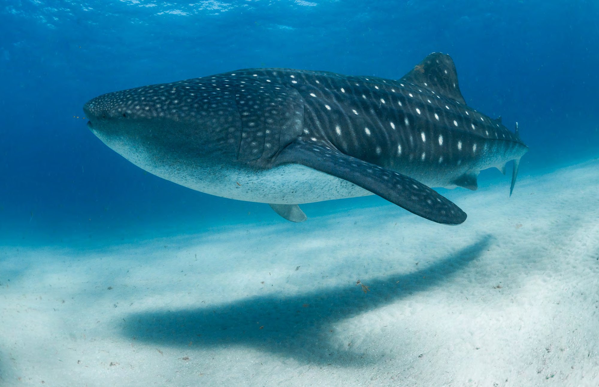 A whale shark surface feeding on shrimp