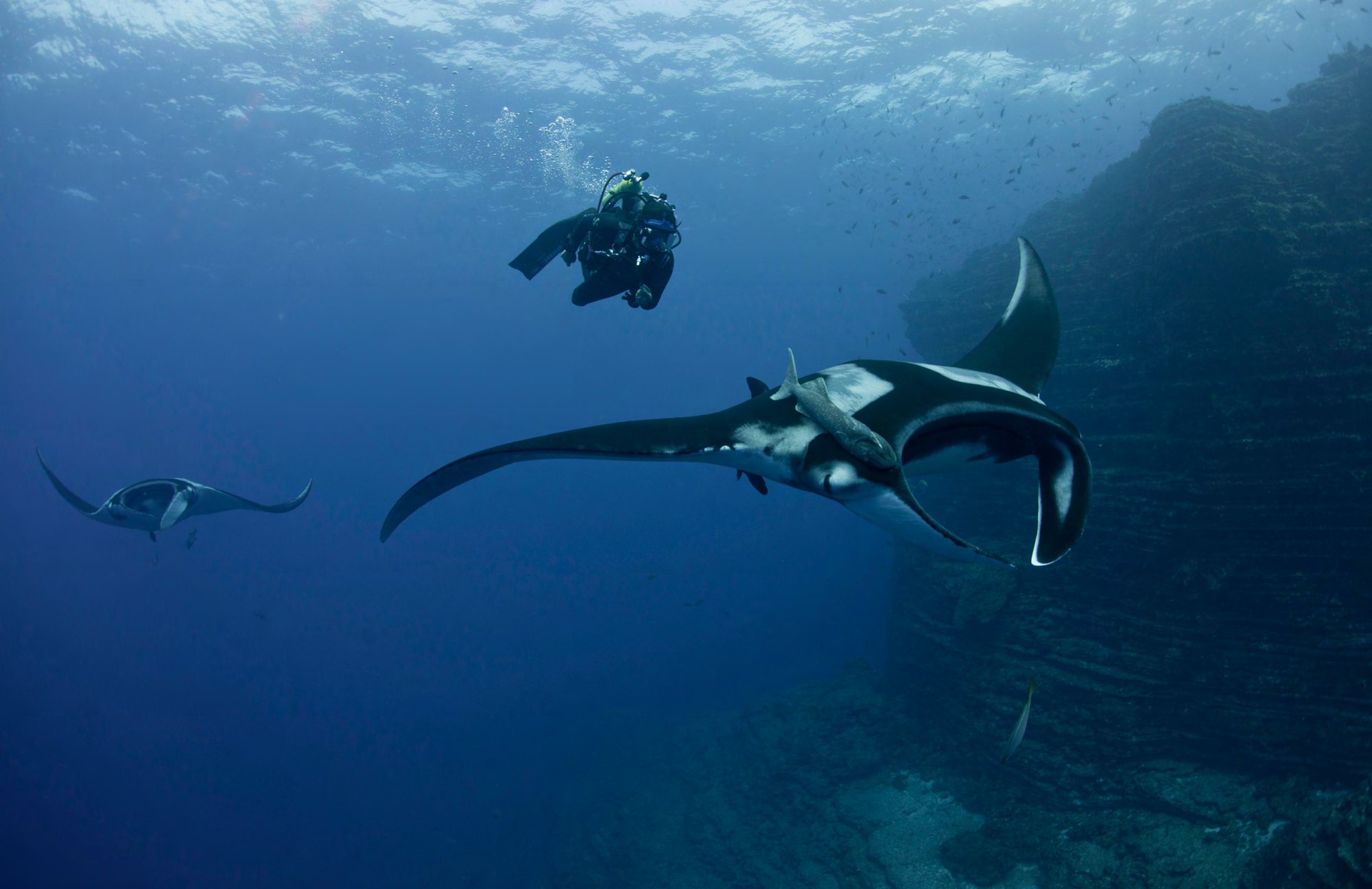 A giant manta ray in open water