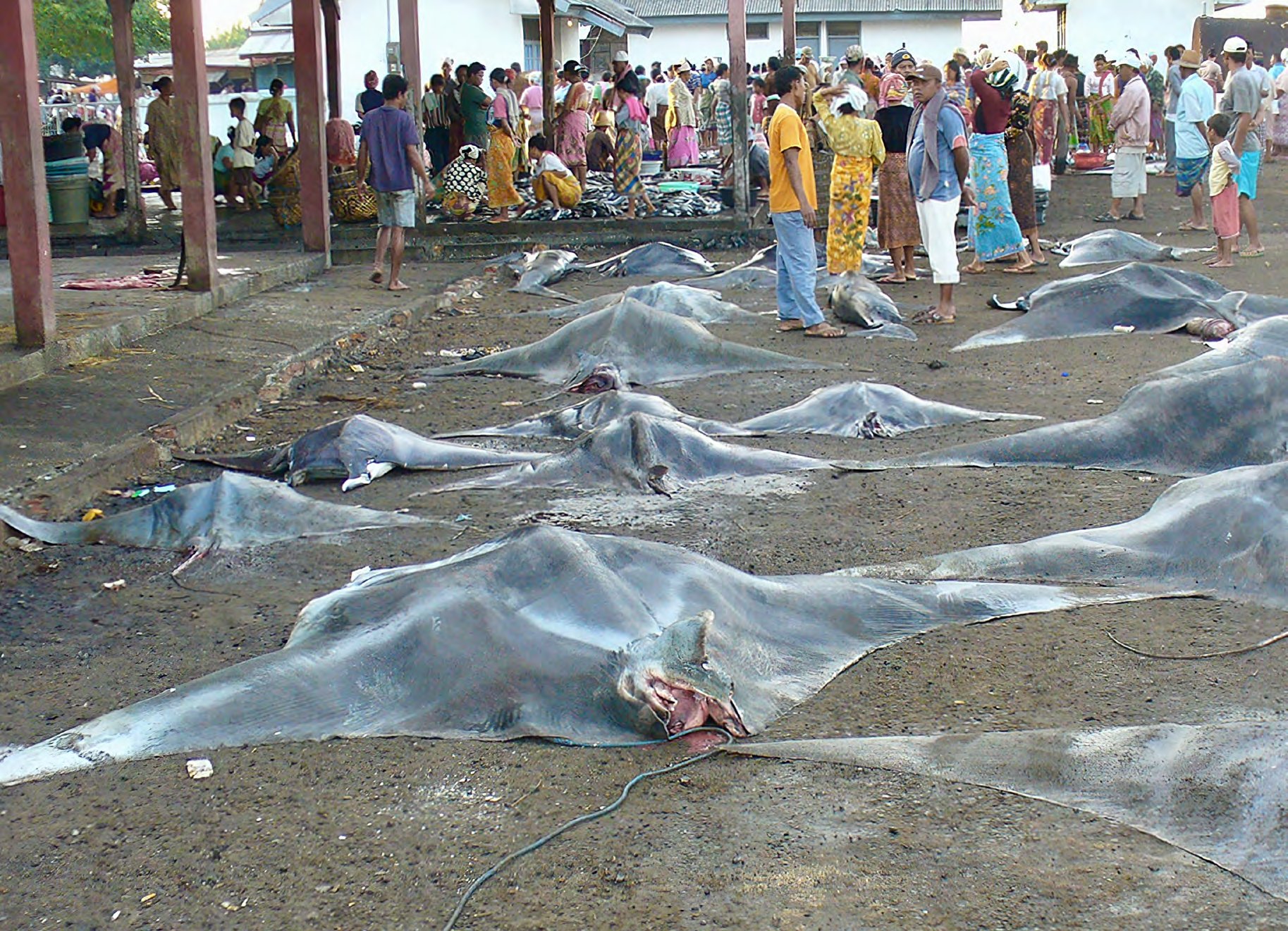 A giant manta ray at a cleaning station