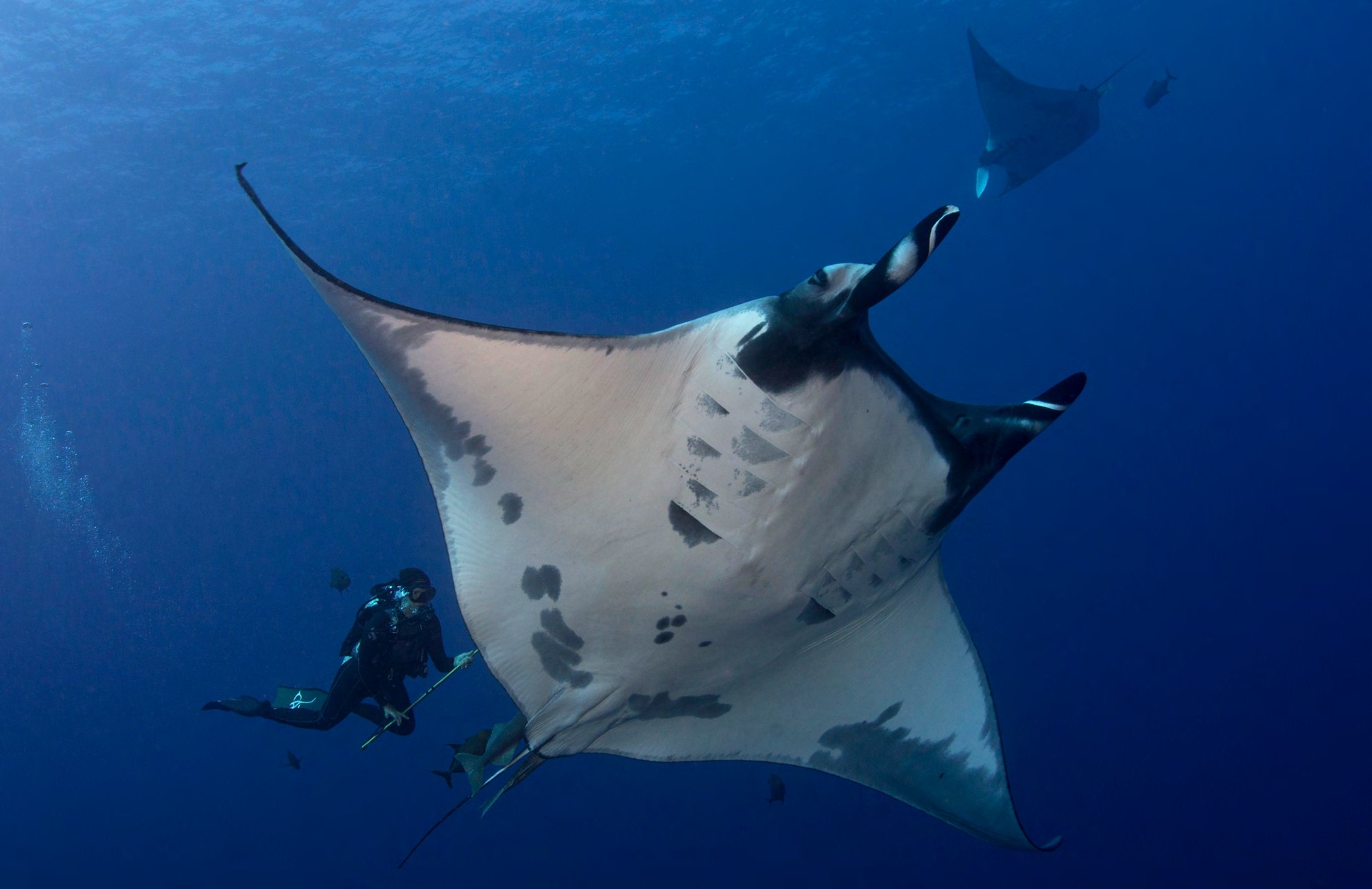 A giant manta ray swimming past divers