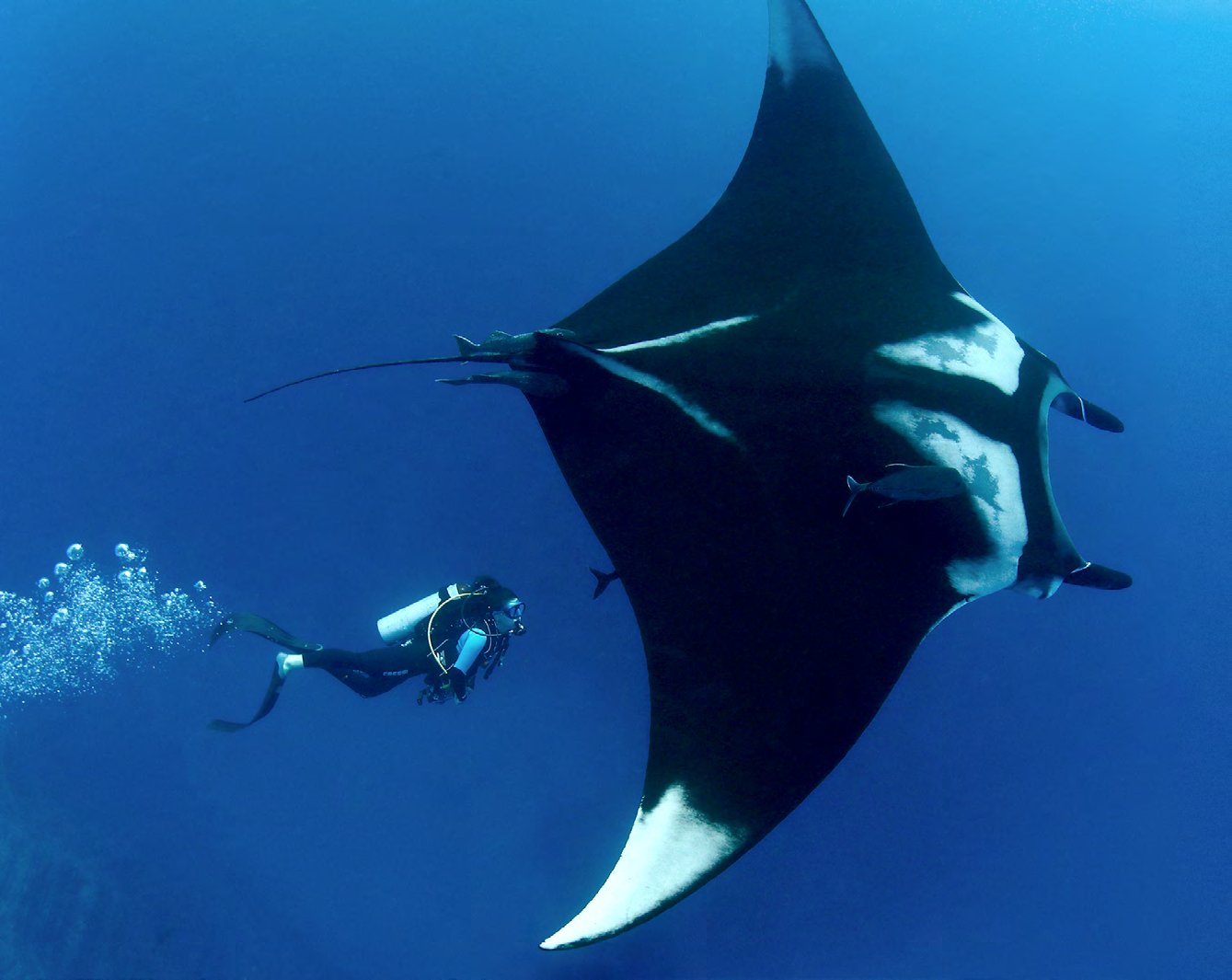 A giant manta ray photographed from below