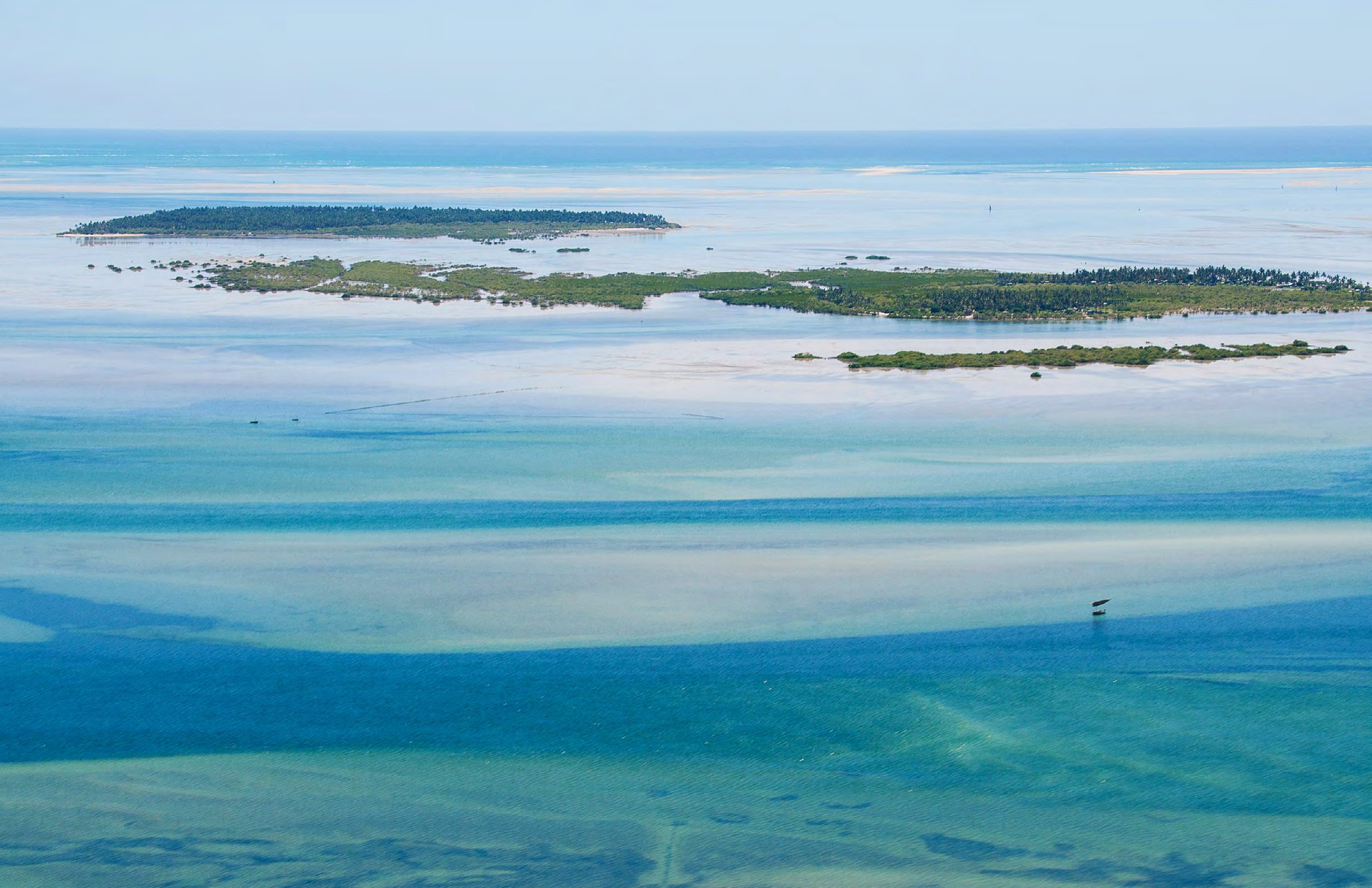 Reef sharks in the Bazaruto Archipelago