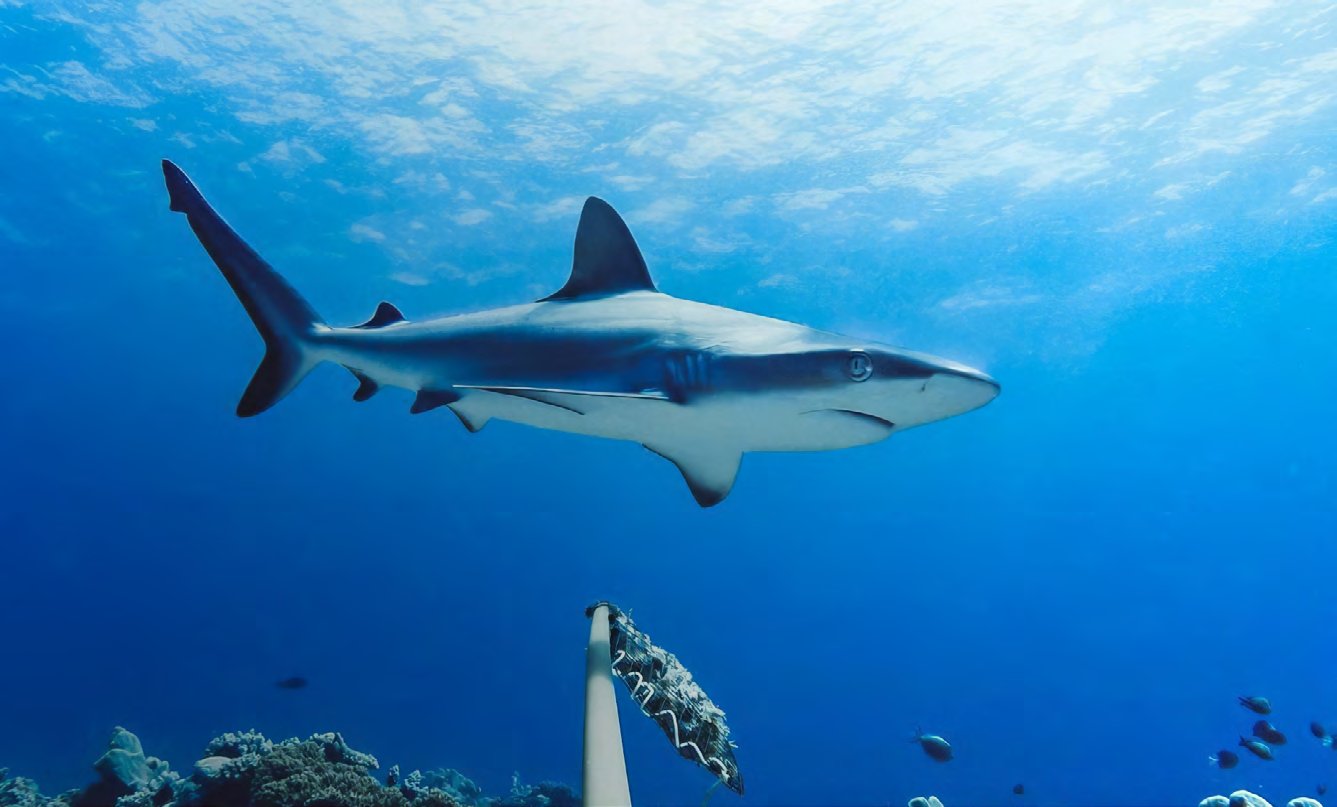 A shark swimming over a Mozambican reef