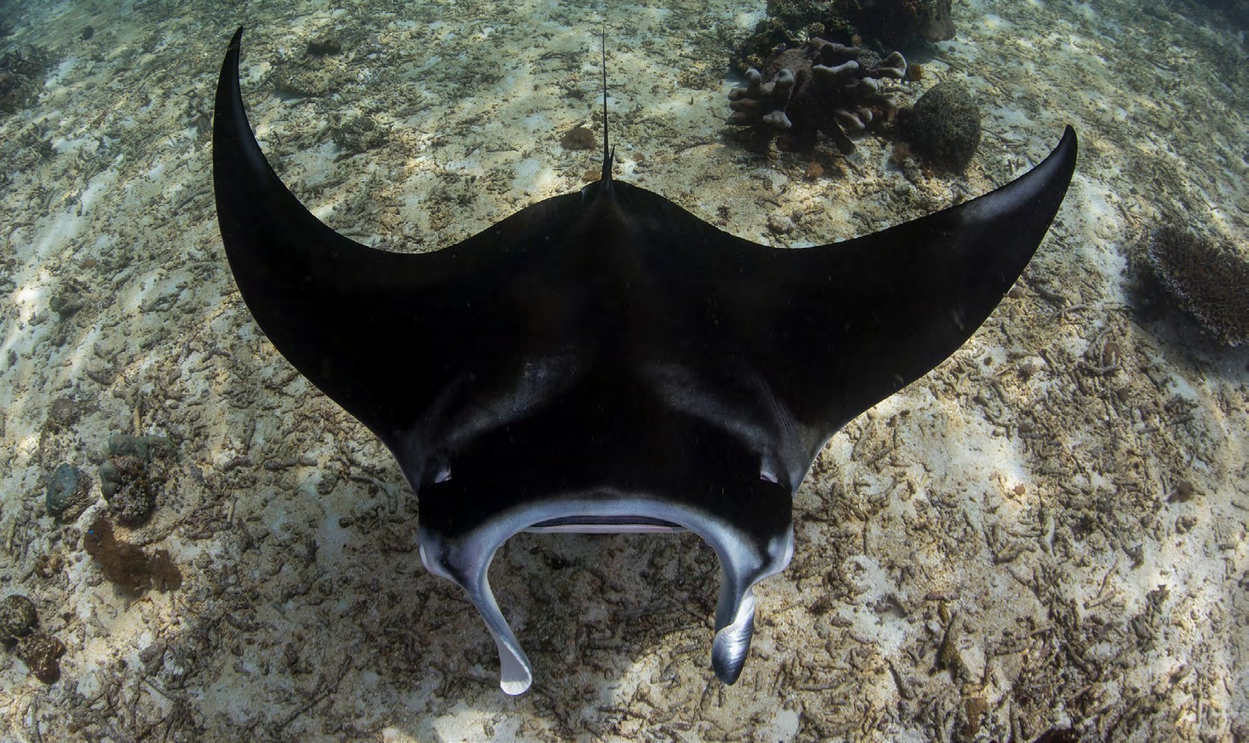 Manta rays circling a cleaning station