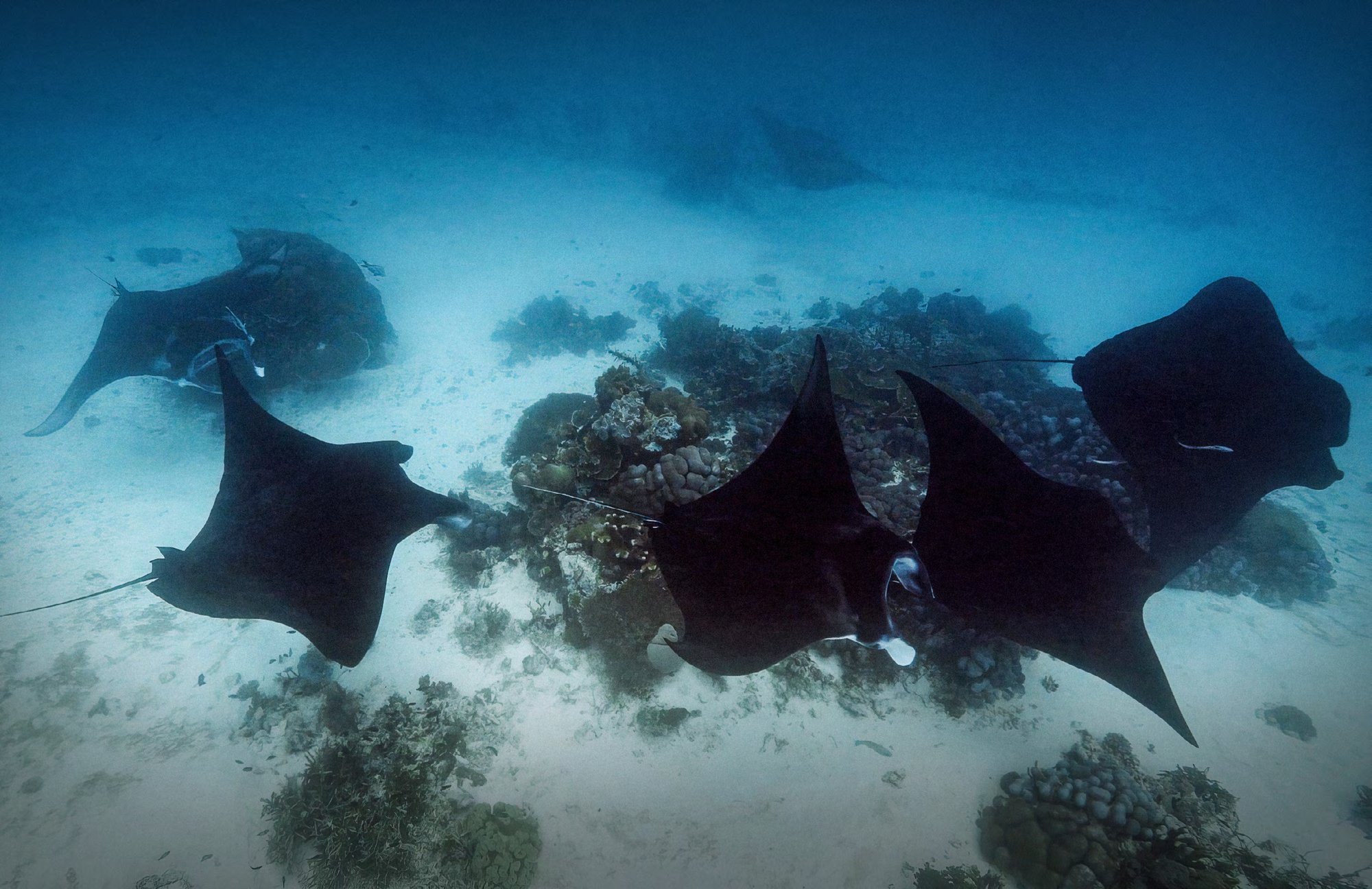 A reef manta ray with cephalic lobes unfurled
