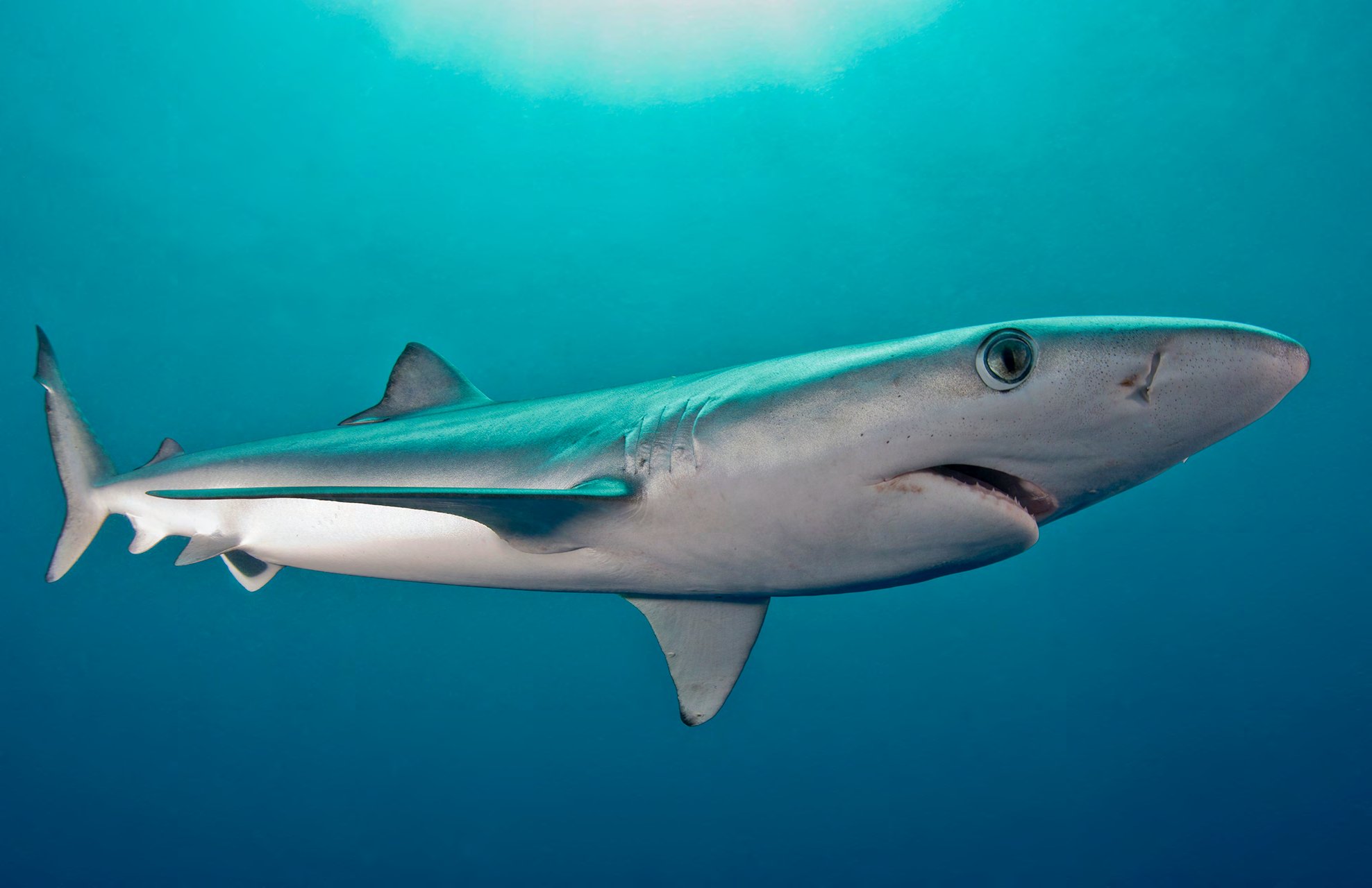 An oceanic shark in the open ocean