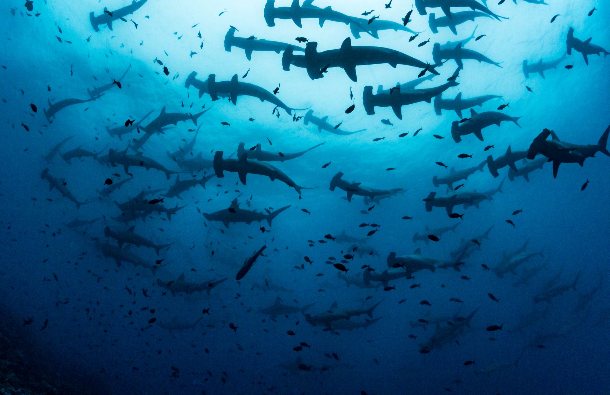 Sharks in open water