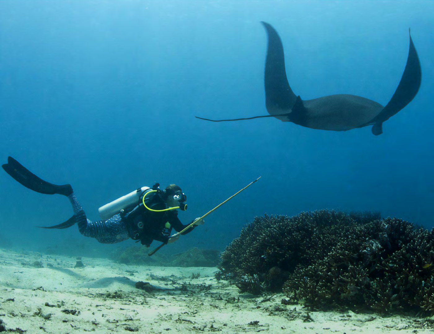 Collecting a skin sample from a wild manta ray