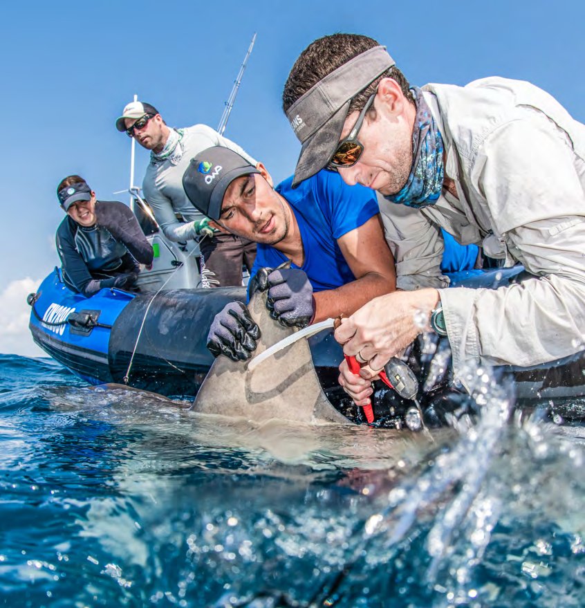 Dr. Ryan Daly tagging a bull shark