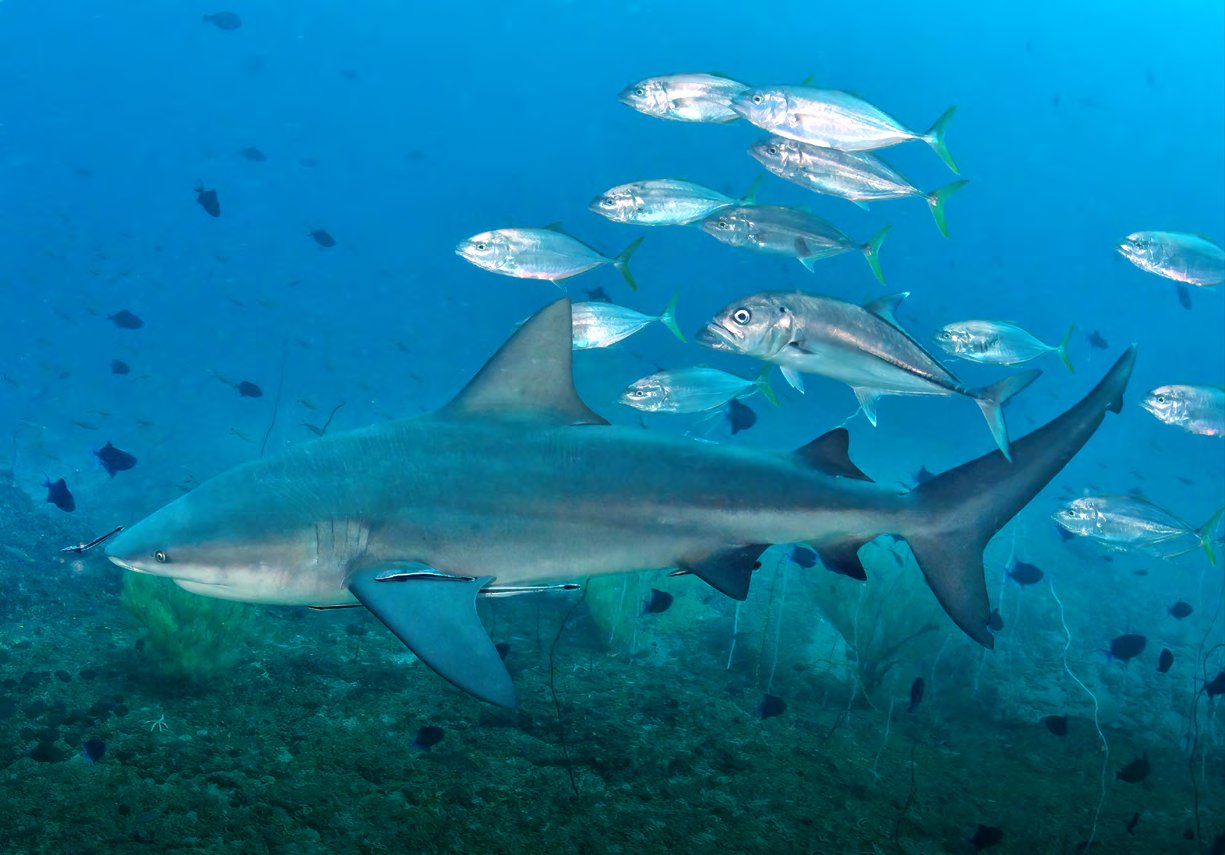 Bull shark with jacks