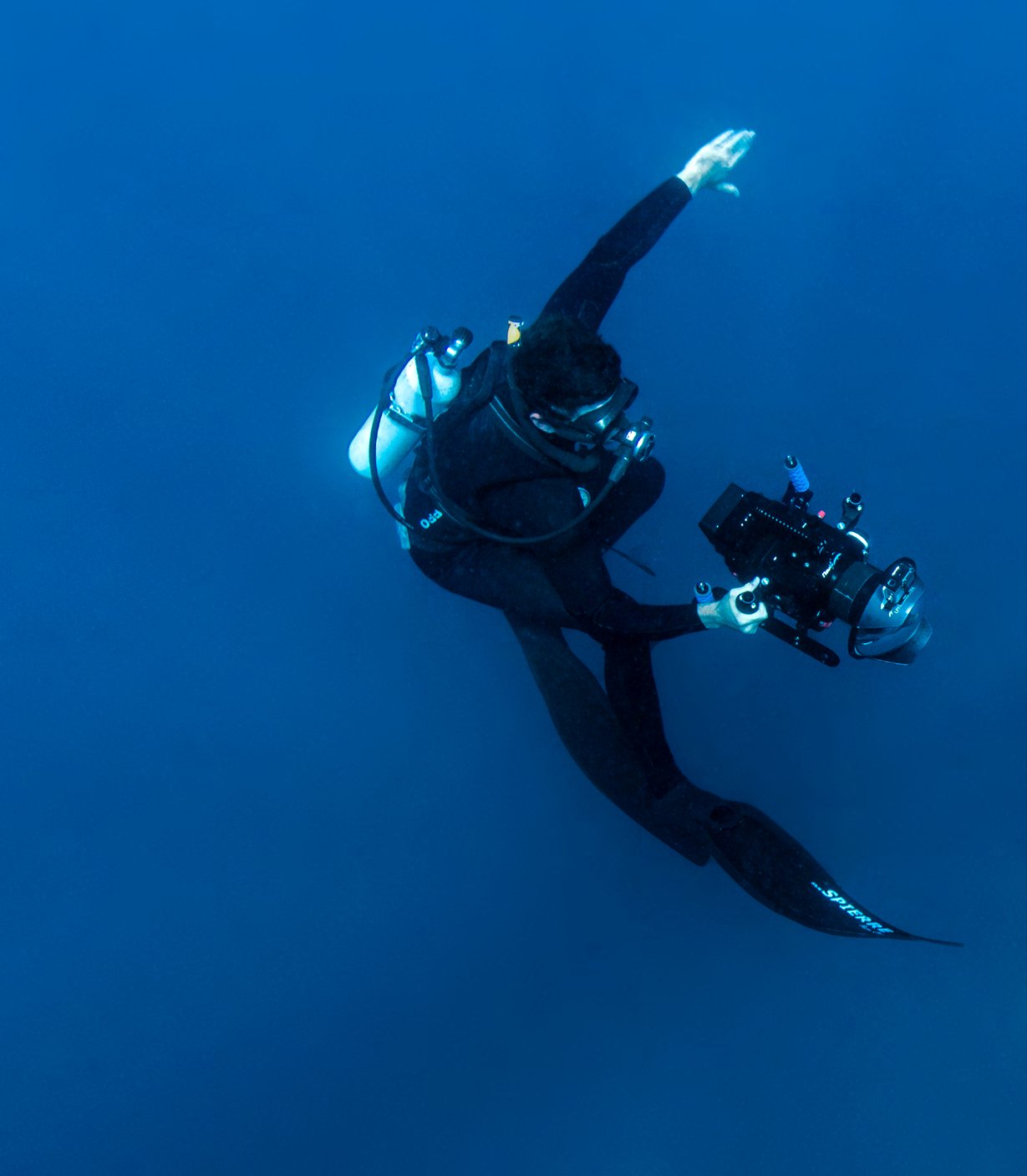 Janneman filming a tagged bull shark