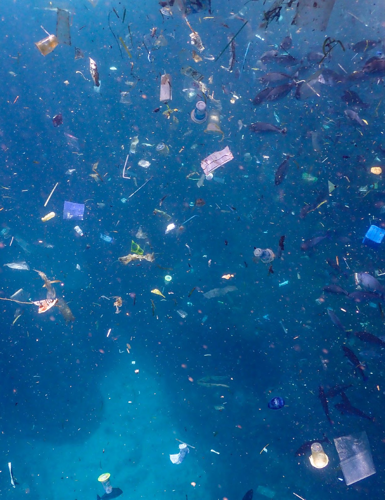How ocean plastic affects manta rays